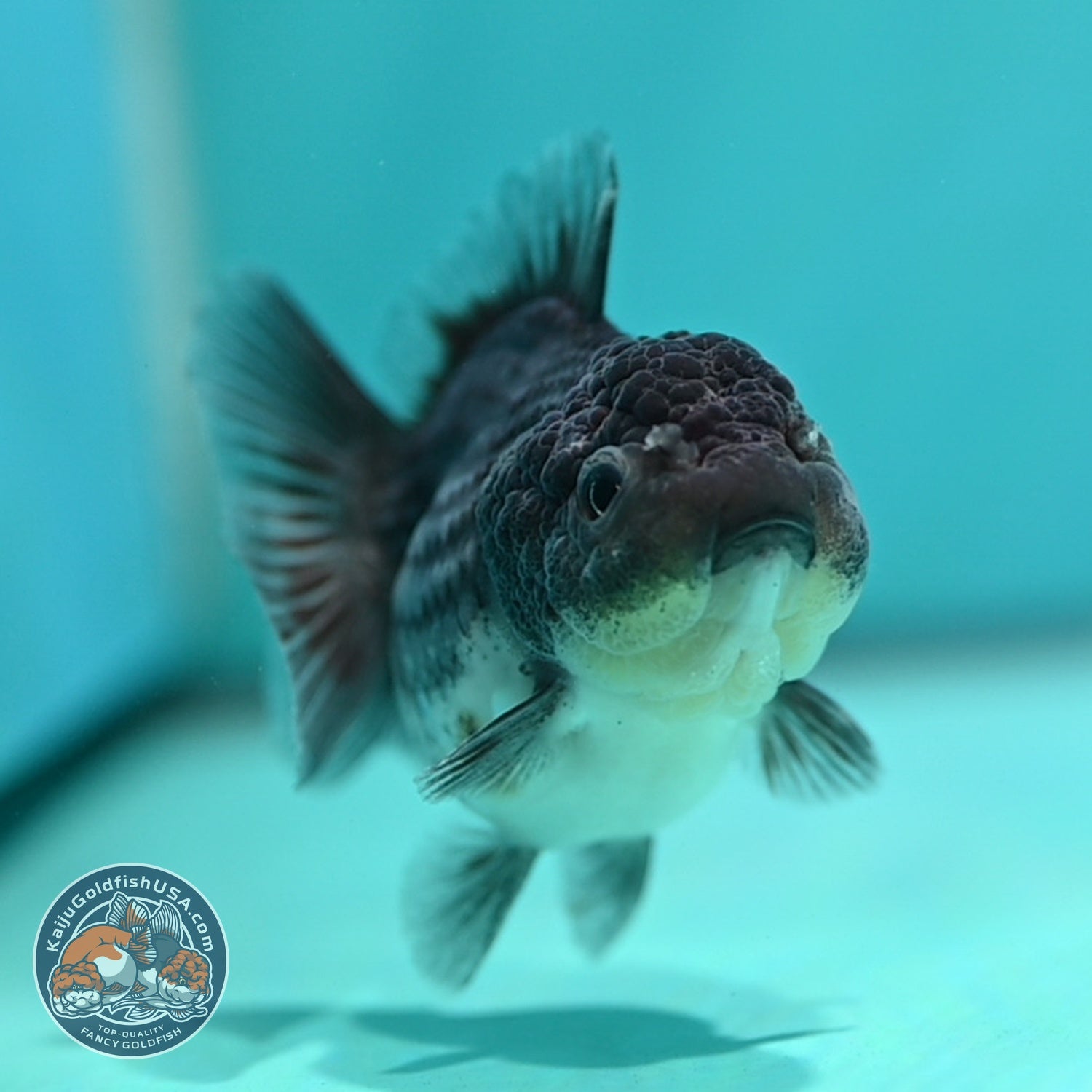 Shogun Blue Kirin Oranda 3 inch Body (260724_OR08)