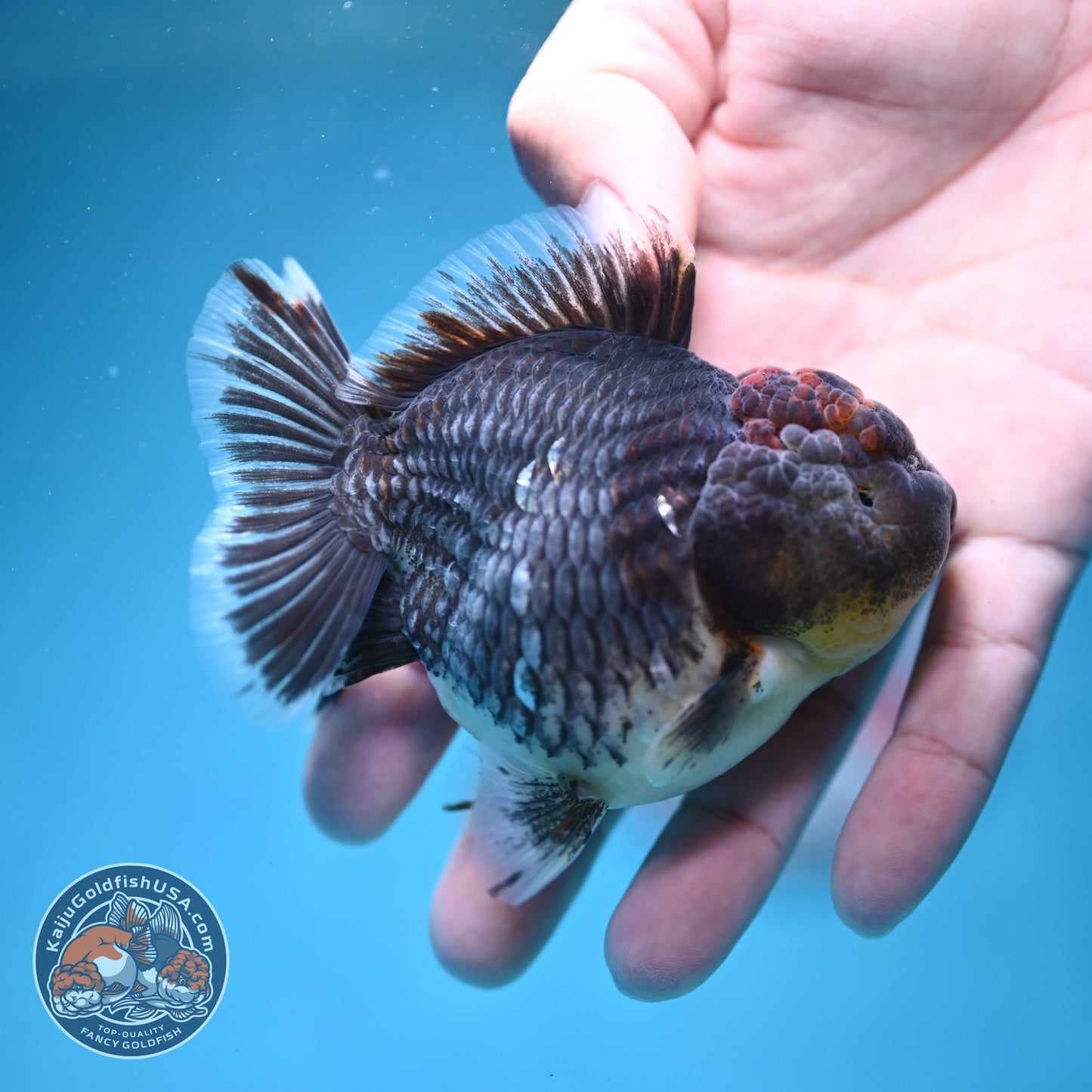 Shogun Blue Kirin Oranda 3 inch Body (260814_OR11)