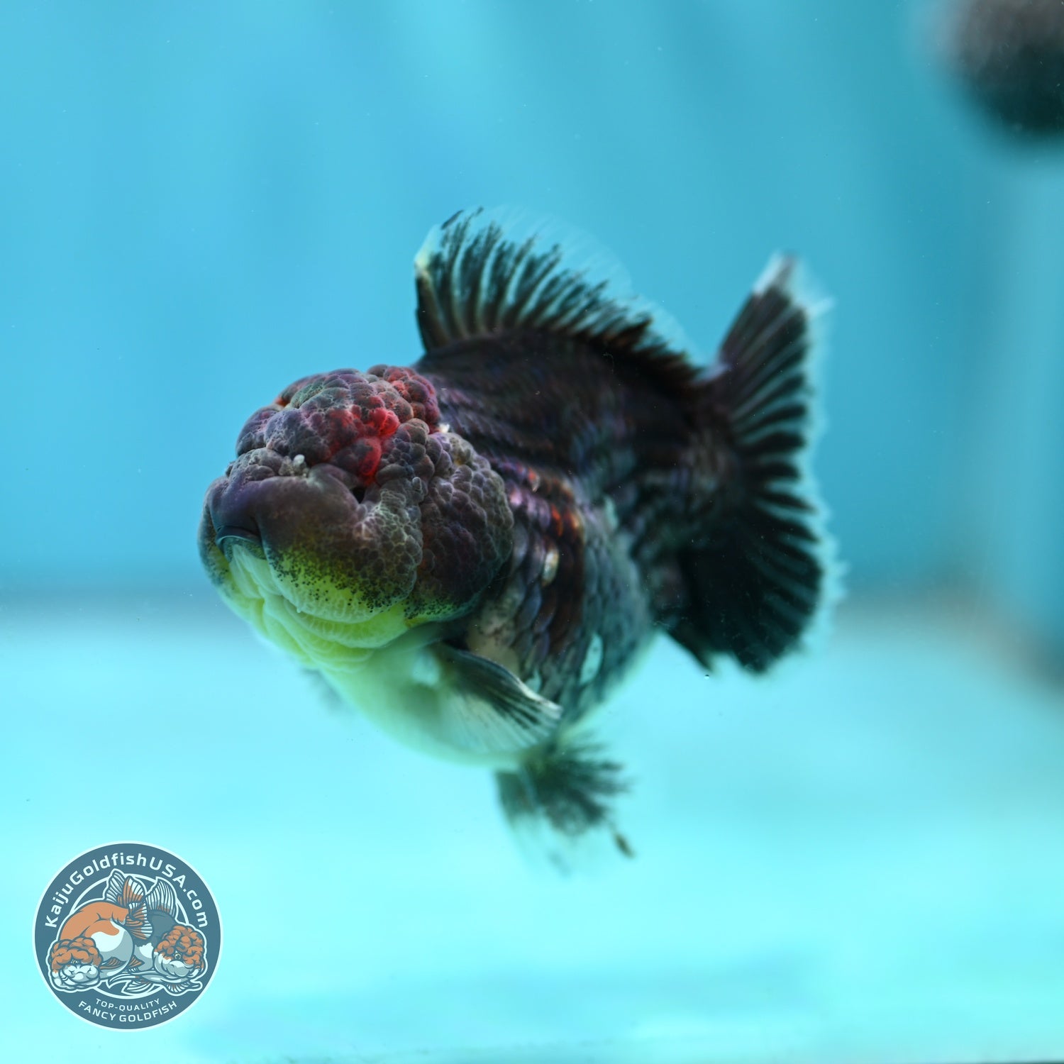 Shogun Blue Kirin Oranda 3 inch Body (260814_OR11)