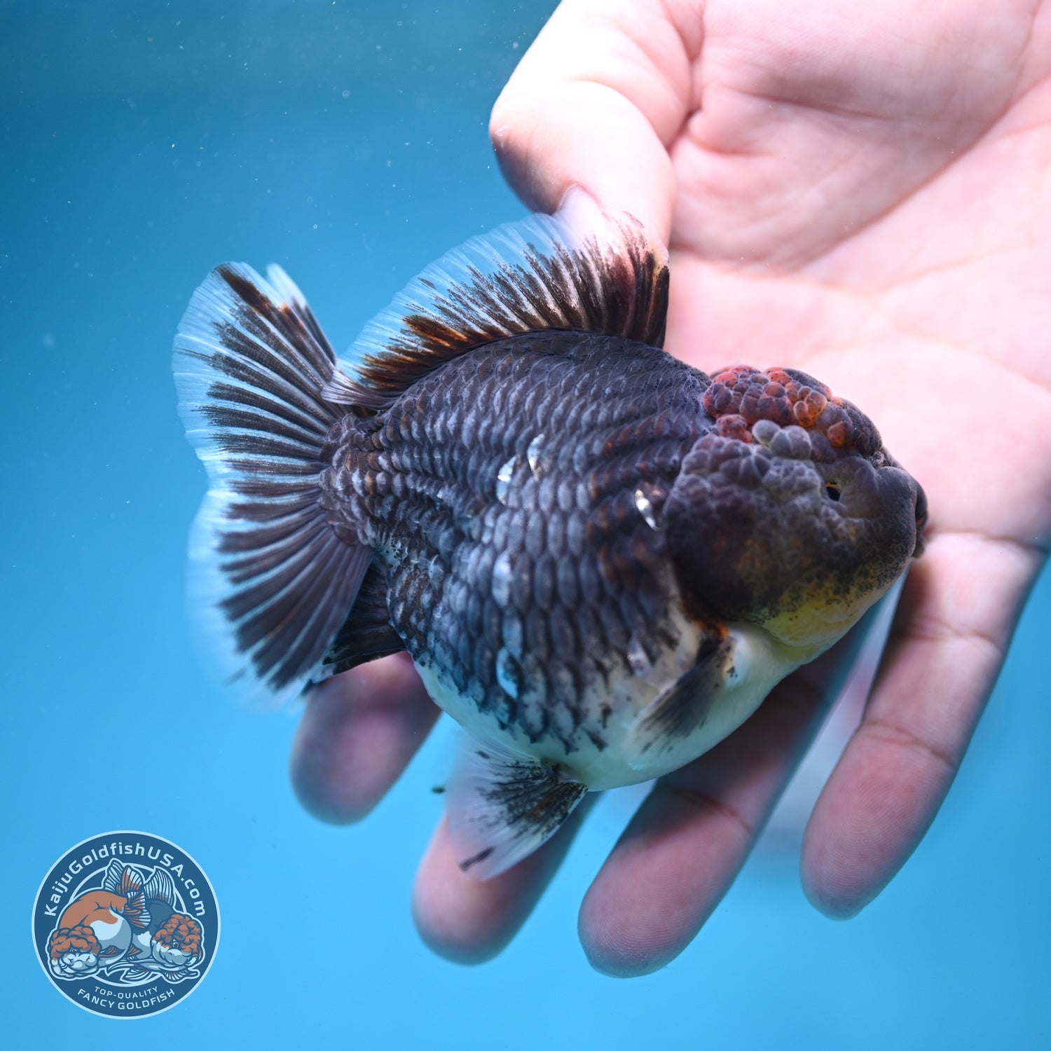 Shogun Blue Kirin Oranda 3 inch Body (260814_OR11)