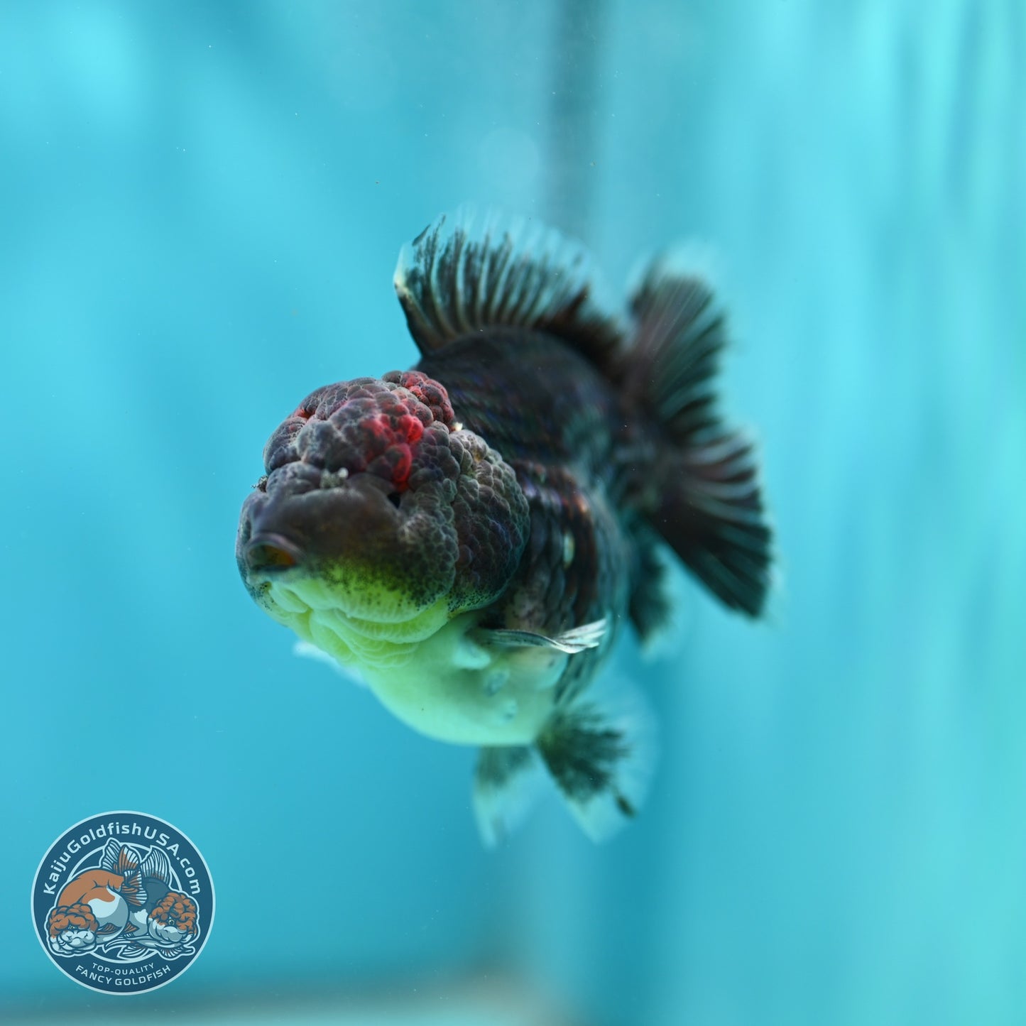 Shogun Blue Kirin Oranda 3 inch Body (260814_OR11)