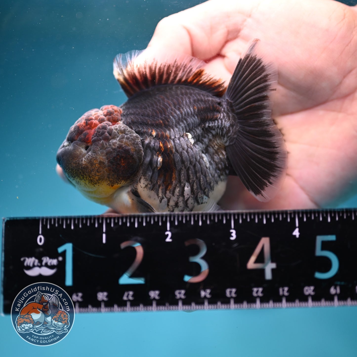 Shogun Blue Kirin Oranda 3 inch Body (260814_OR11)