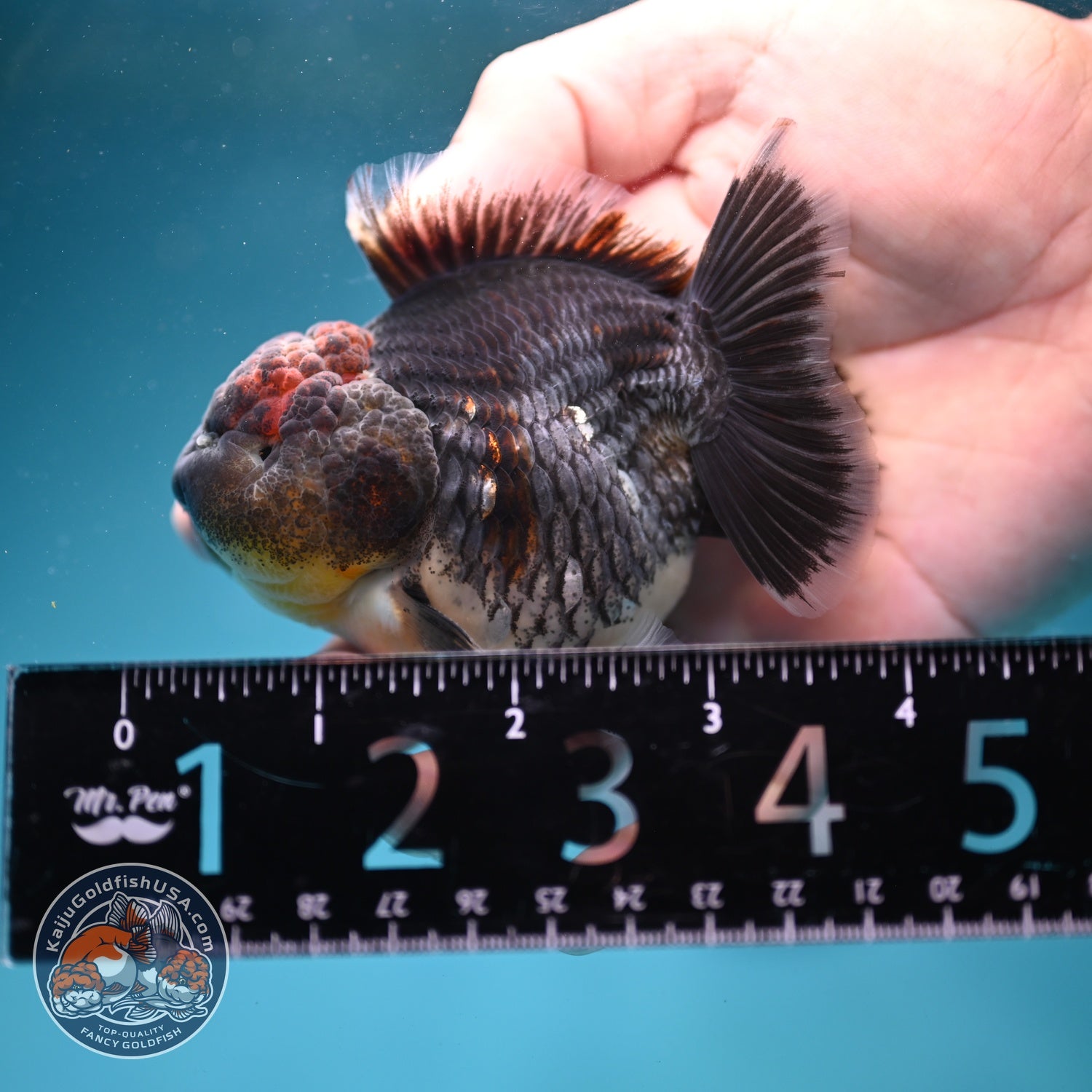 Shogun Blue Kirin Oranda 3 inch Body (260814_OR11)