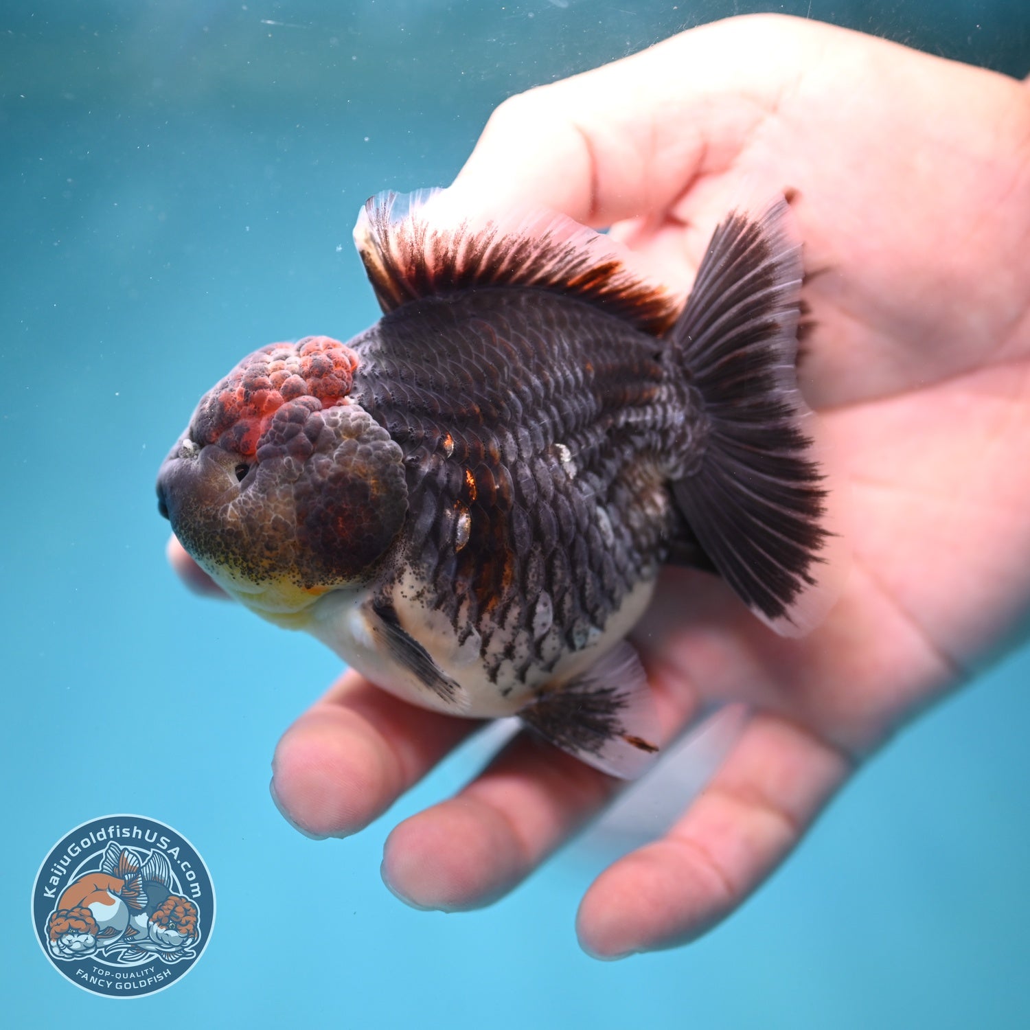 Shogun Blue Kirin Oranda 3 inch Body (260814_OR11)