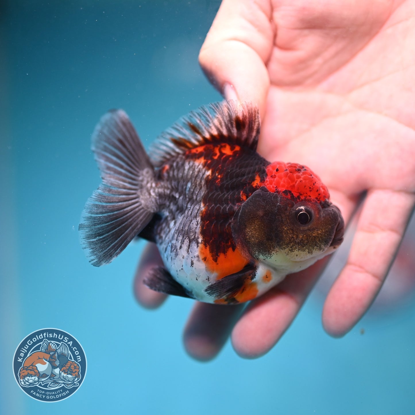 Shogun Blue Kirin Oranda 3 inch Body (260828_OR03)