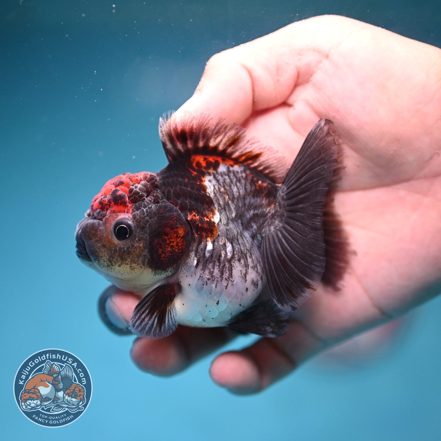 Shogun Blue Kirin Oranda 3 inch Body (260828_OR03)