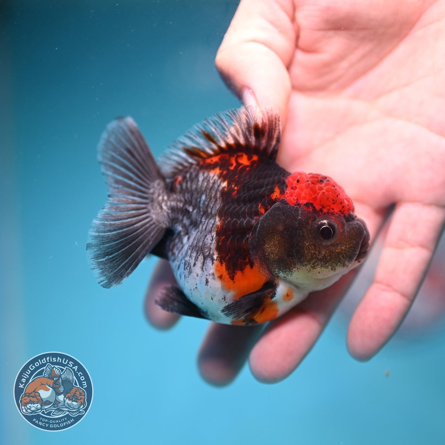 Shogun Blue Kirin Oranda 3 inch Body (260828_OR03)