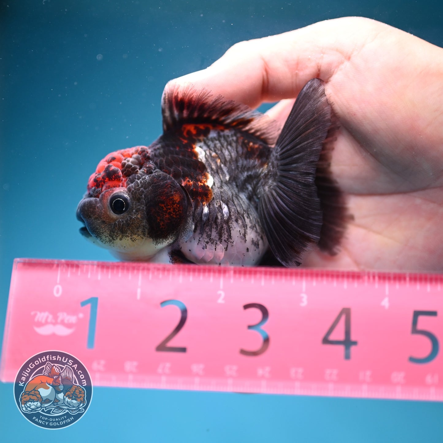 Shogun Blue Kirin Oranda 3 inch Body (260828_OR03)