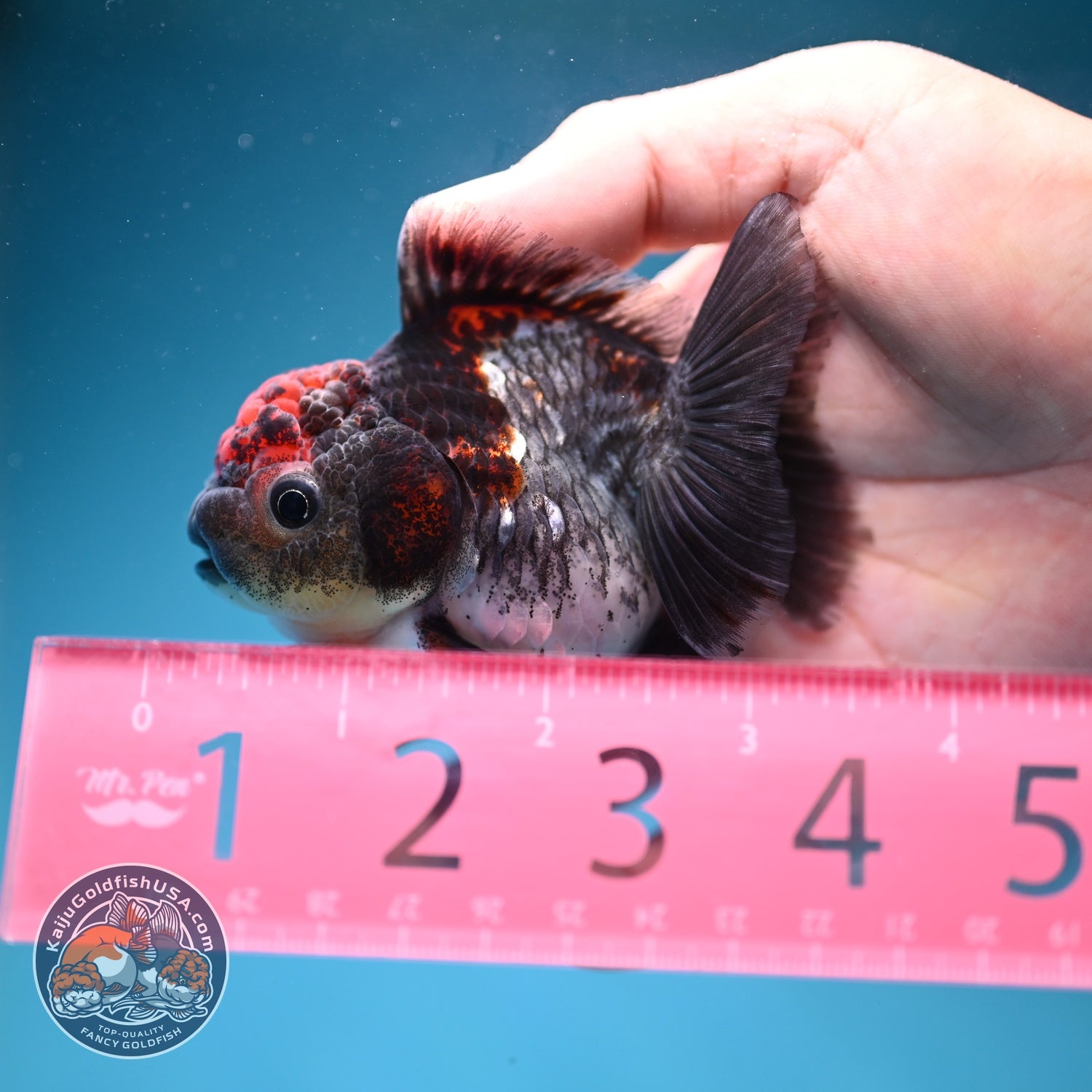 Shogun Blue Kirin Oranda 3 inch Body (260828_OR03)