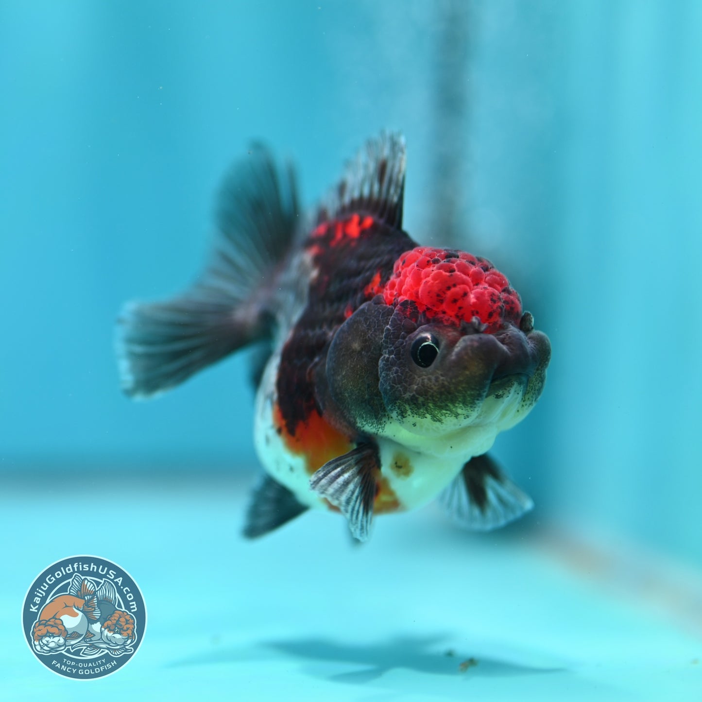 Shogun Blue Kirin Oranda 3 inch Body (260828_OR03)