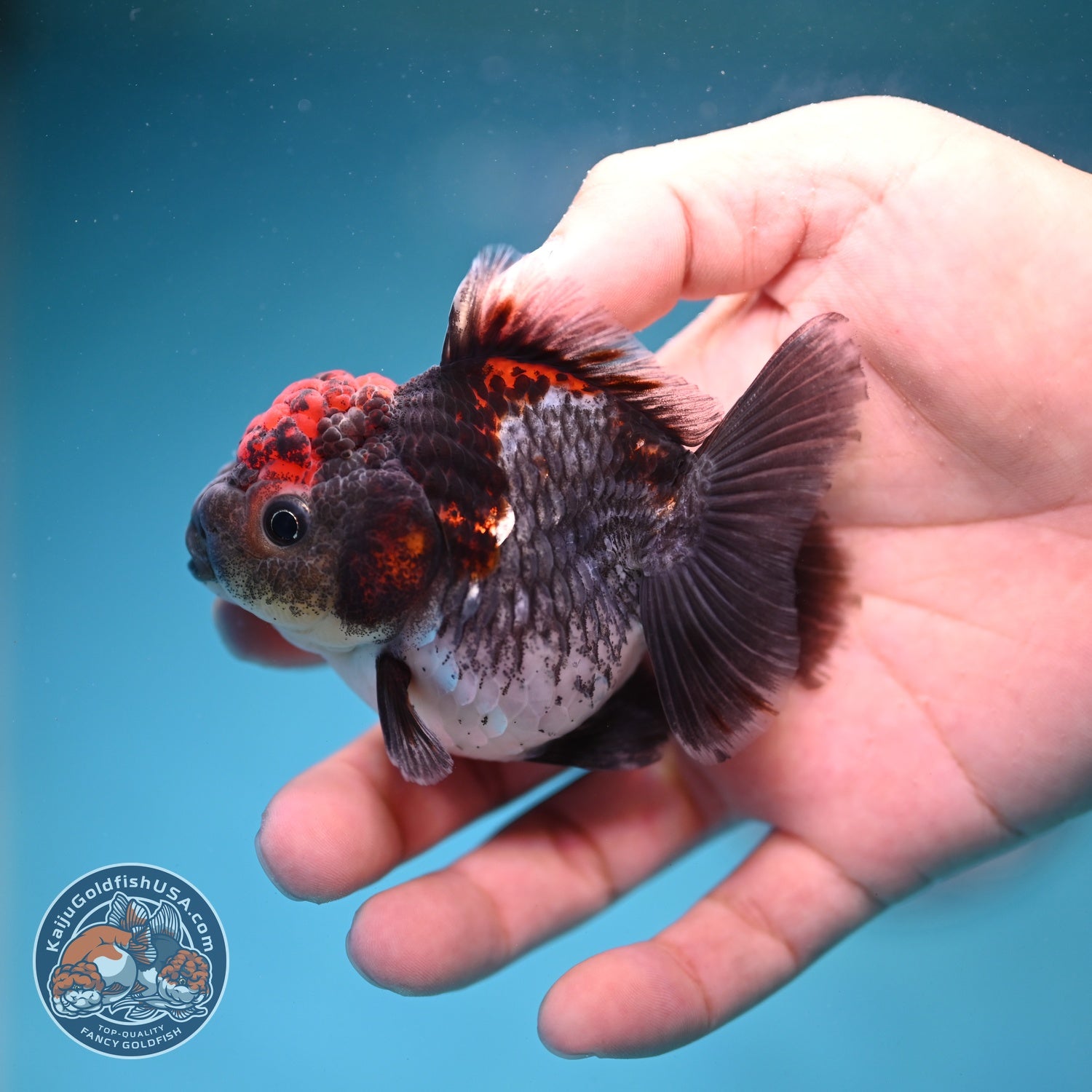 Shogun Blue Kirin Oranda 3 inch Body (260828_OR03)
