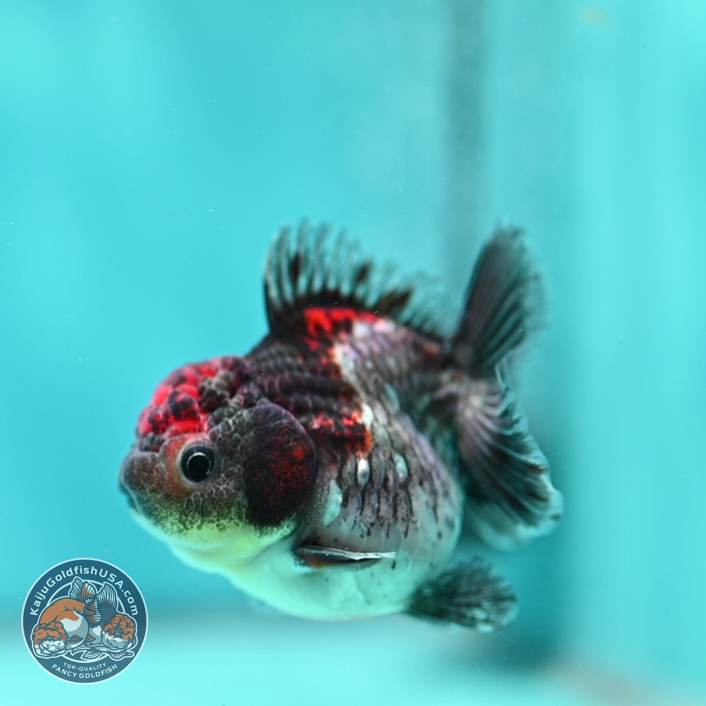 Shogun Blue Kirin Oranda 3 inch Body (260828_OR03)