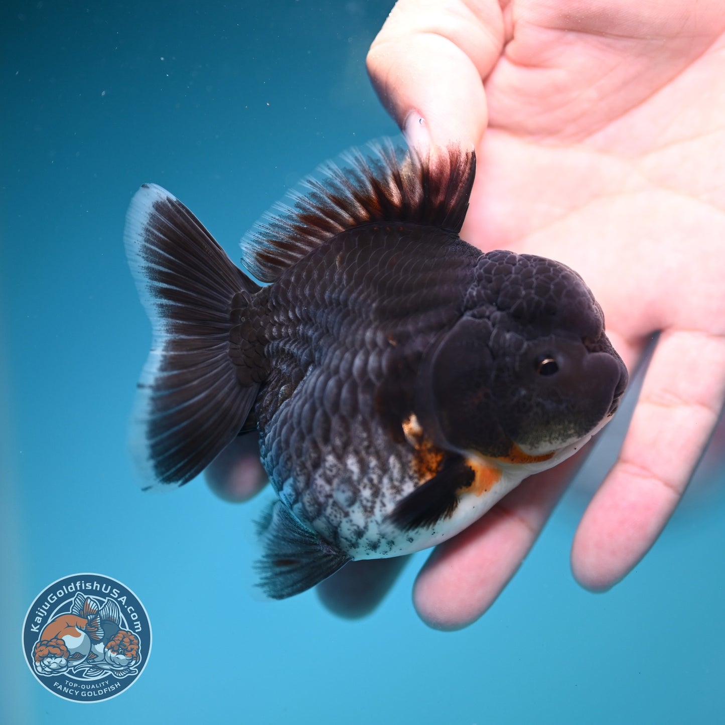 Shogun Blue Kirin Oranda 3 inch Body (260828_OR05)