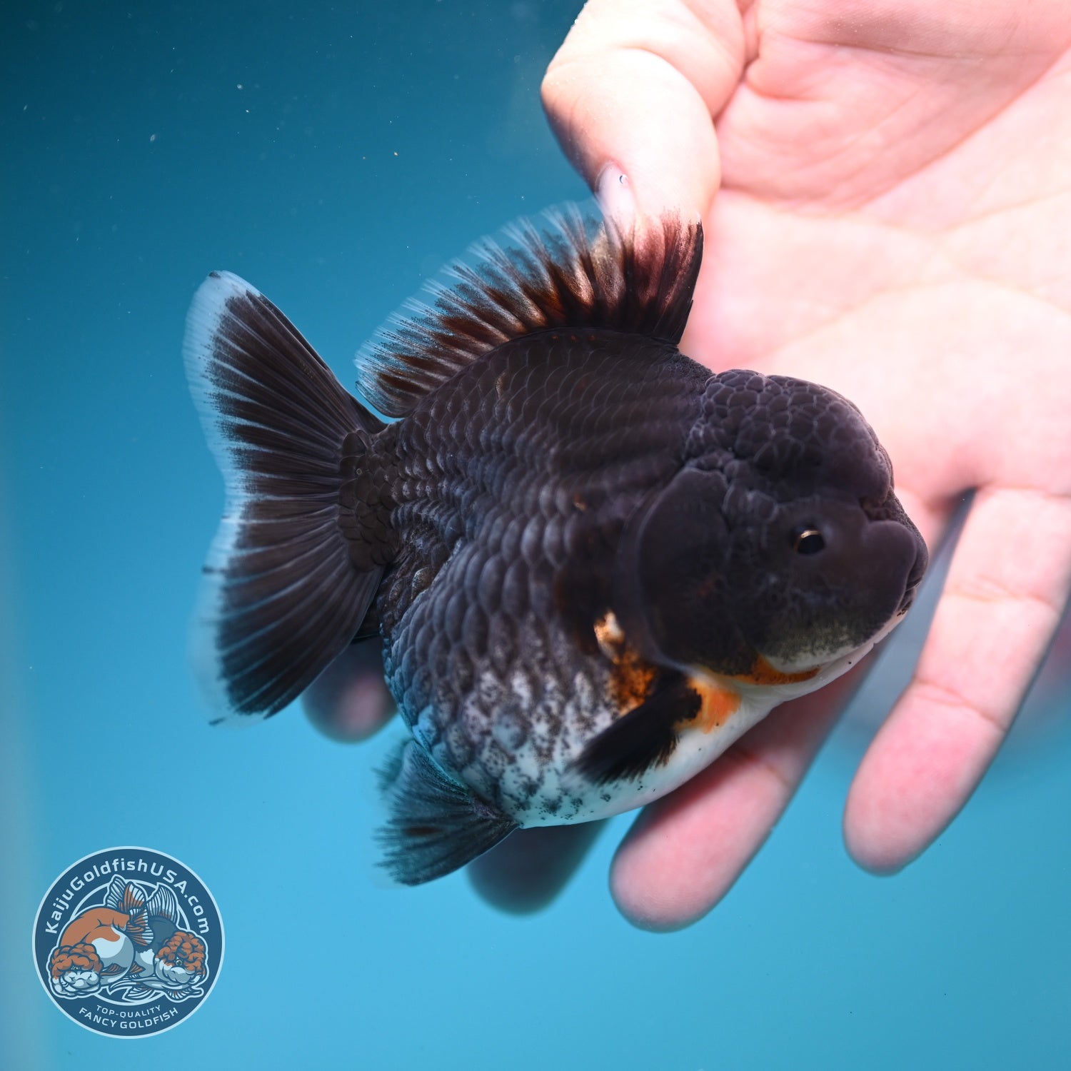 Shogun Blue Kirin Oranda 3 inch Body (260828_OR05)