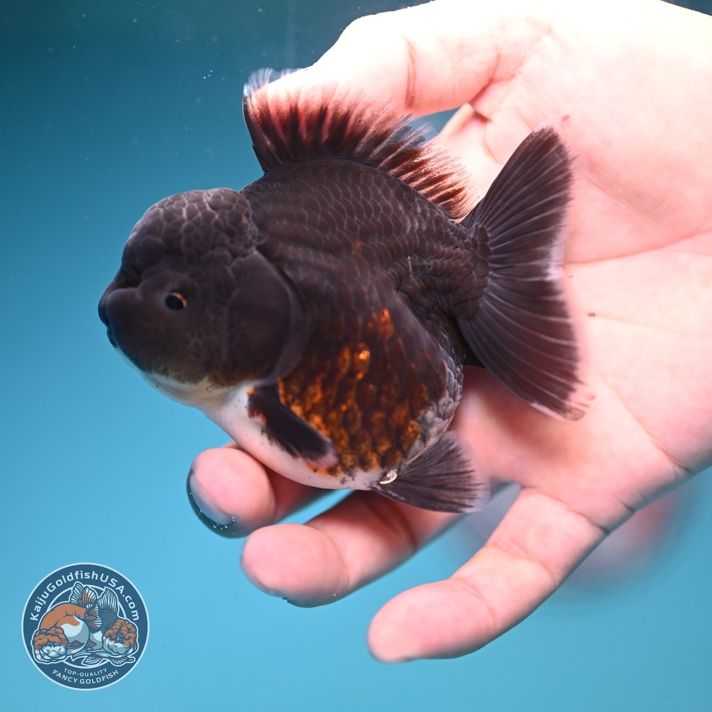 Shogun Blue Kirin Oranda 3 inch Body (260828_OR05)