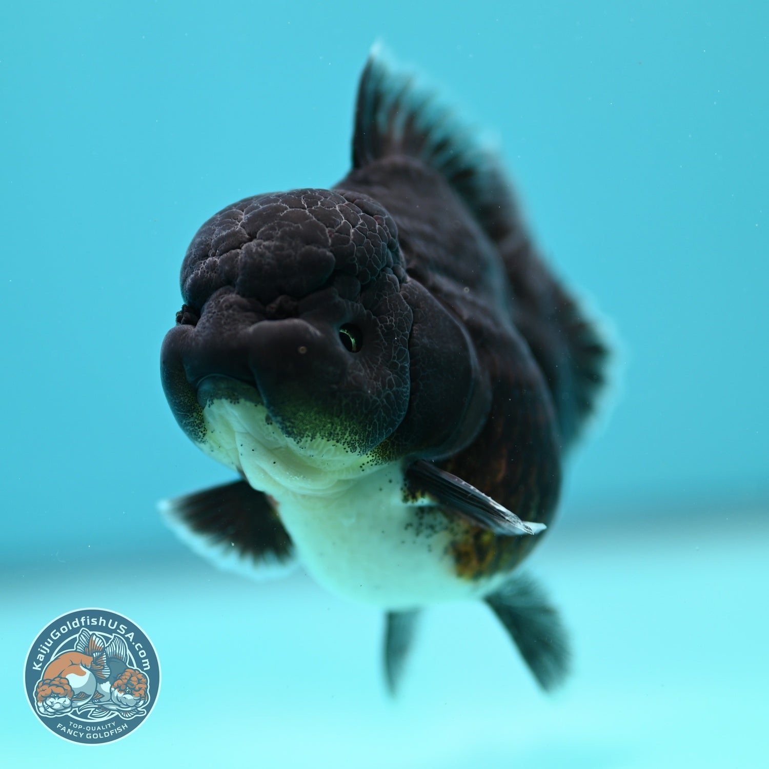 Shogun Blue Kirin Oranda 3 inch Body (260828_OR05)