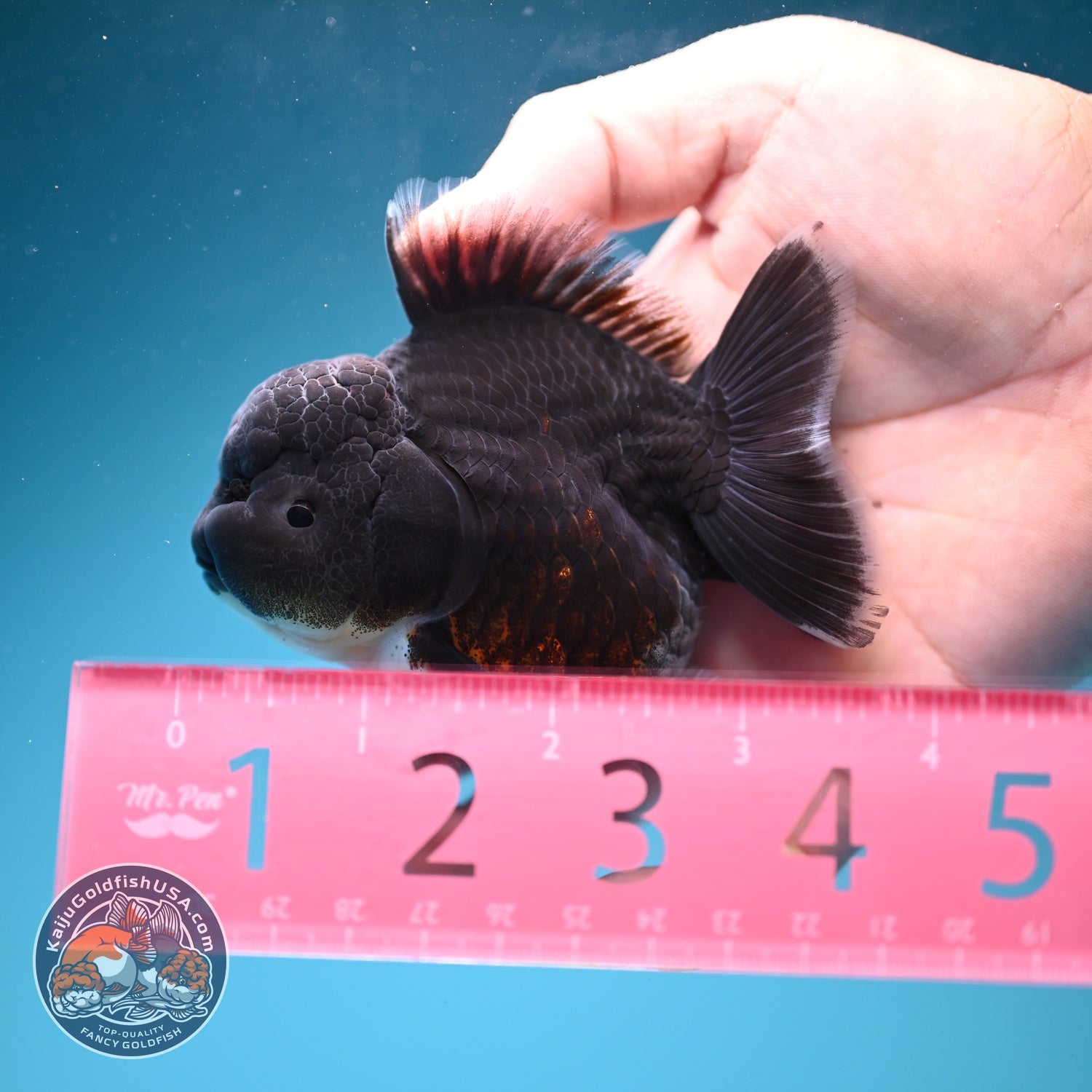 Shogun Blue Kirin Oranda 3 inch Body (260828_OR05)