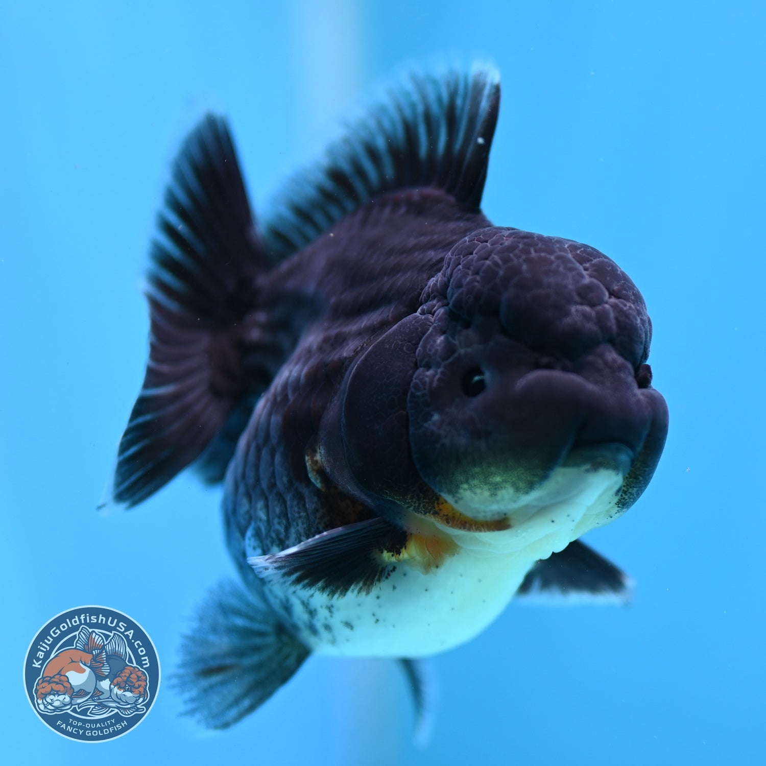 Shogun Blue Kirin Oranda 3 inch Body (260828_OR05)