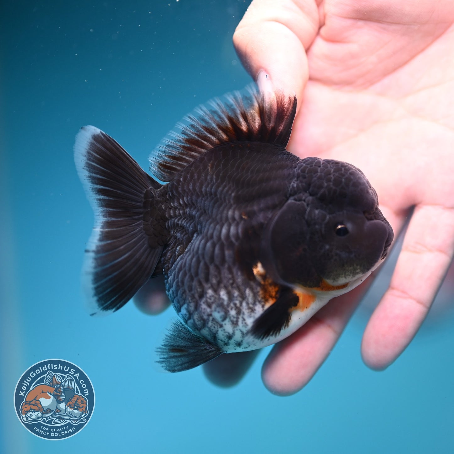 Shogun Blue Kirin Oranda 3 inch Body (260828_OR05)