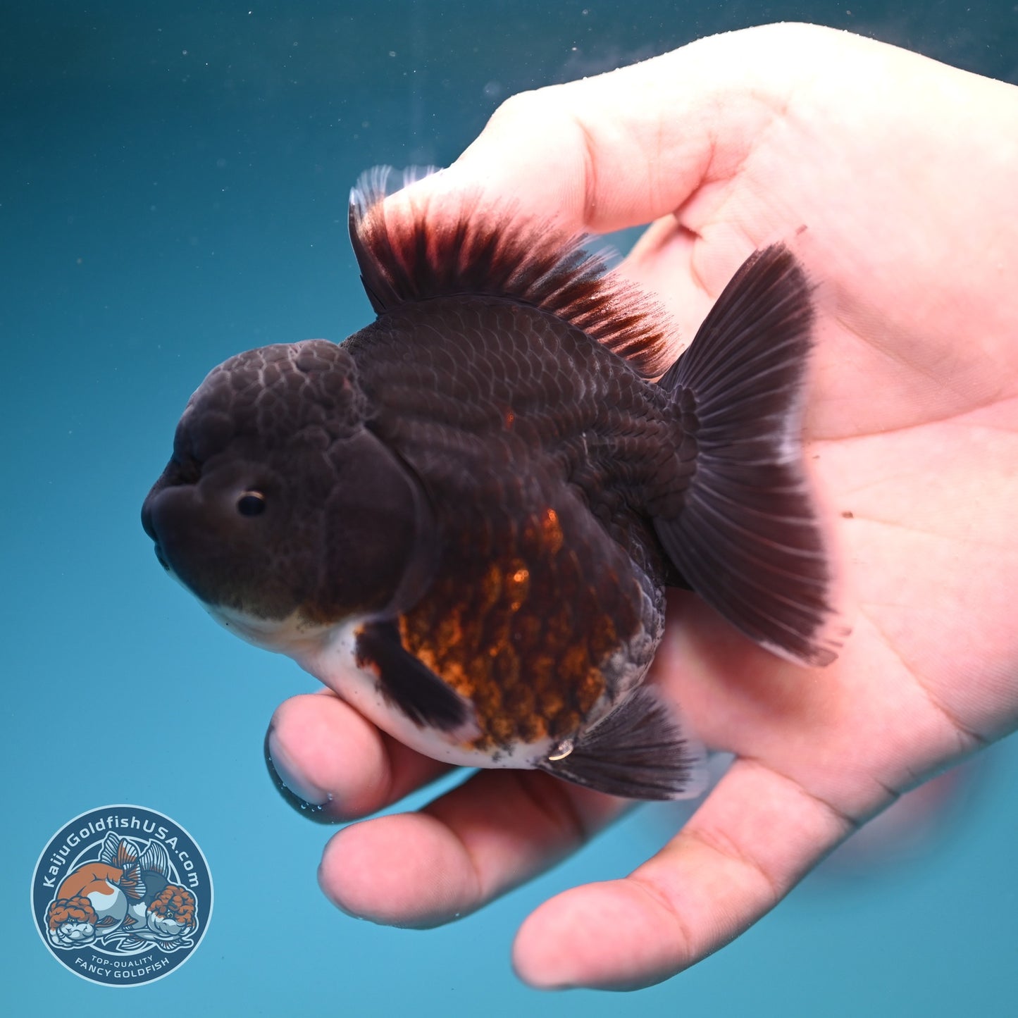 Shogun Blue Kirin Oranda 3 inch Body (260828_OR05)
