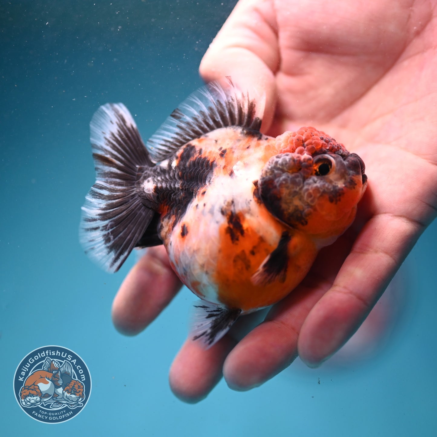 Shogun Calico Oranda 3 inch Body (260814_OR01)