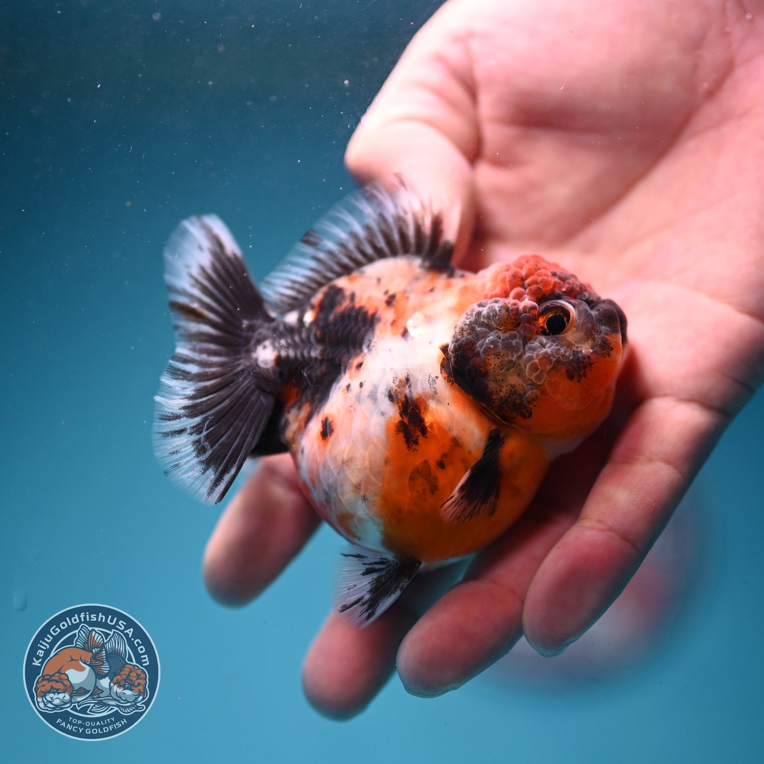 Shogun Calico Oranda 3 inch Body (260814_OR01)