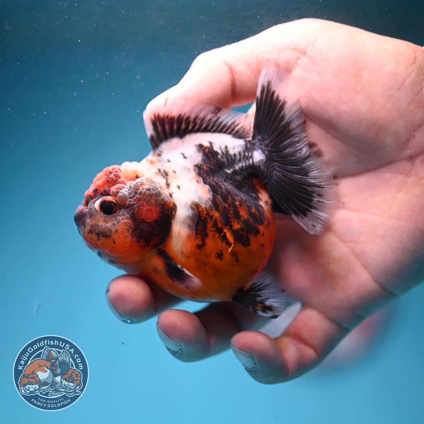 Shogun Calico Oranda 3 inch Body (260814_OR01)