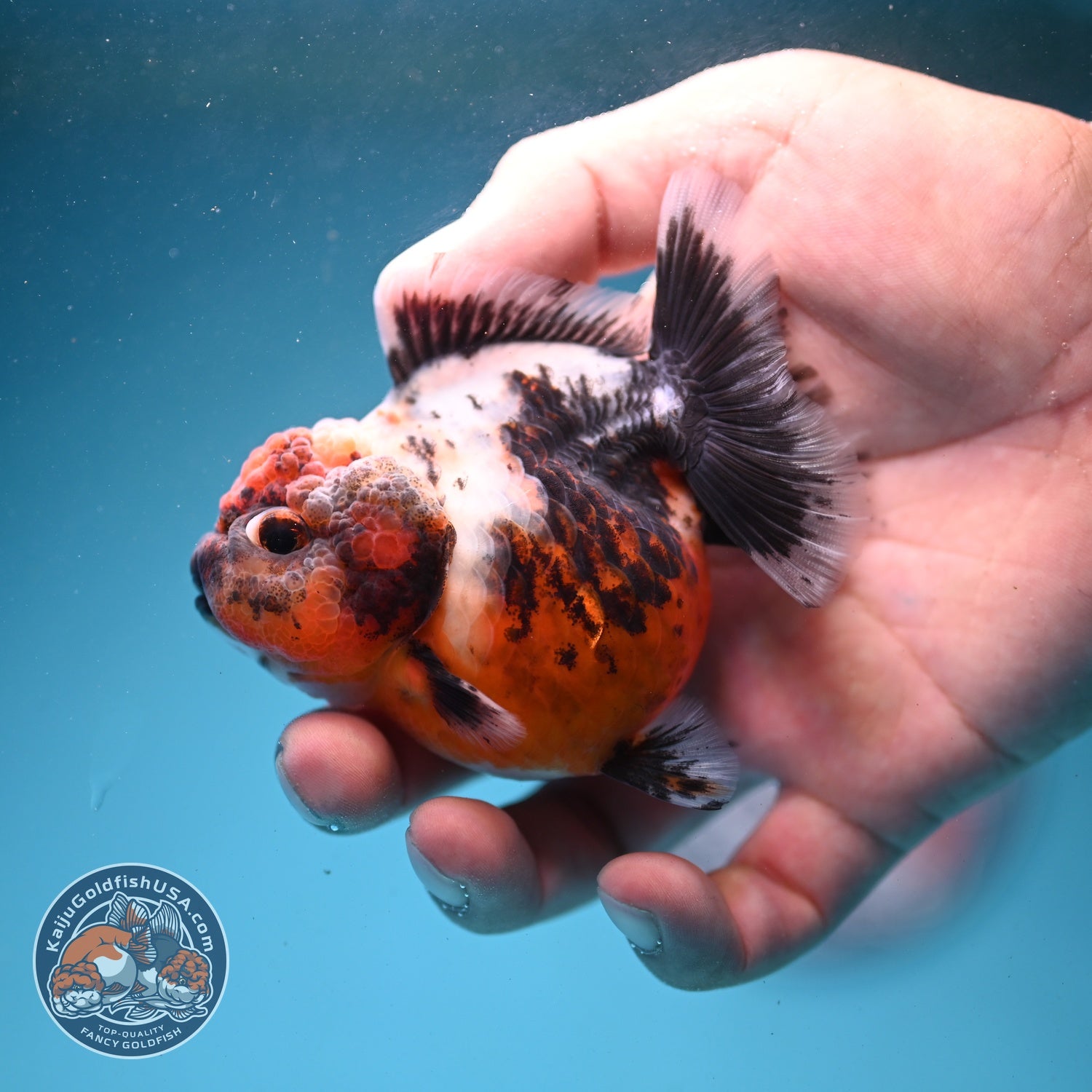 Shogun Calico Oranda 3 inch Body (260814_OR01)