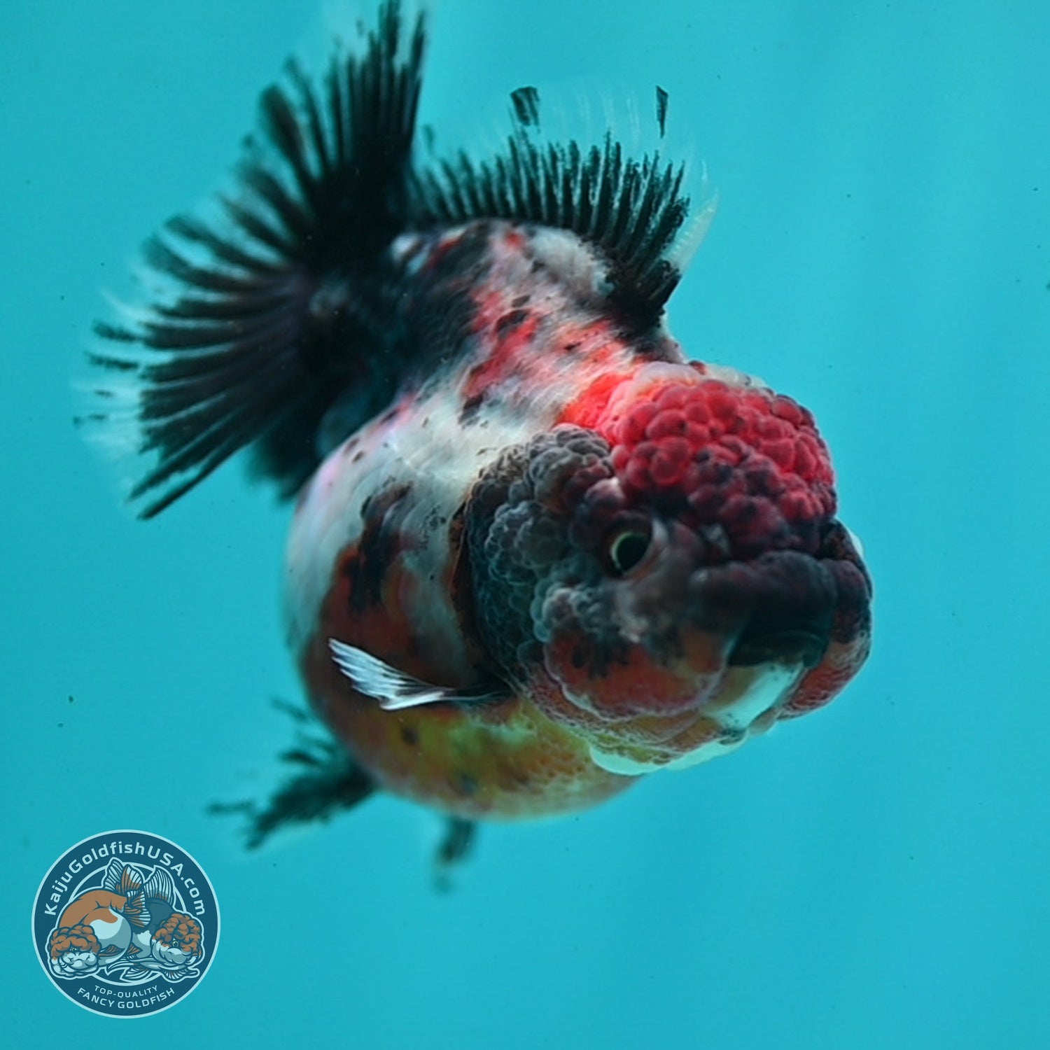 Shogun Calico Oranda 3 inch Body (260814_OR01)