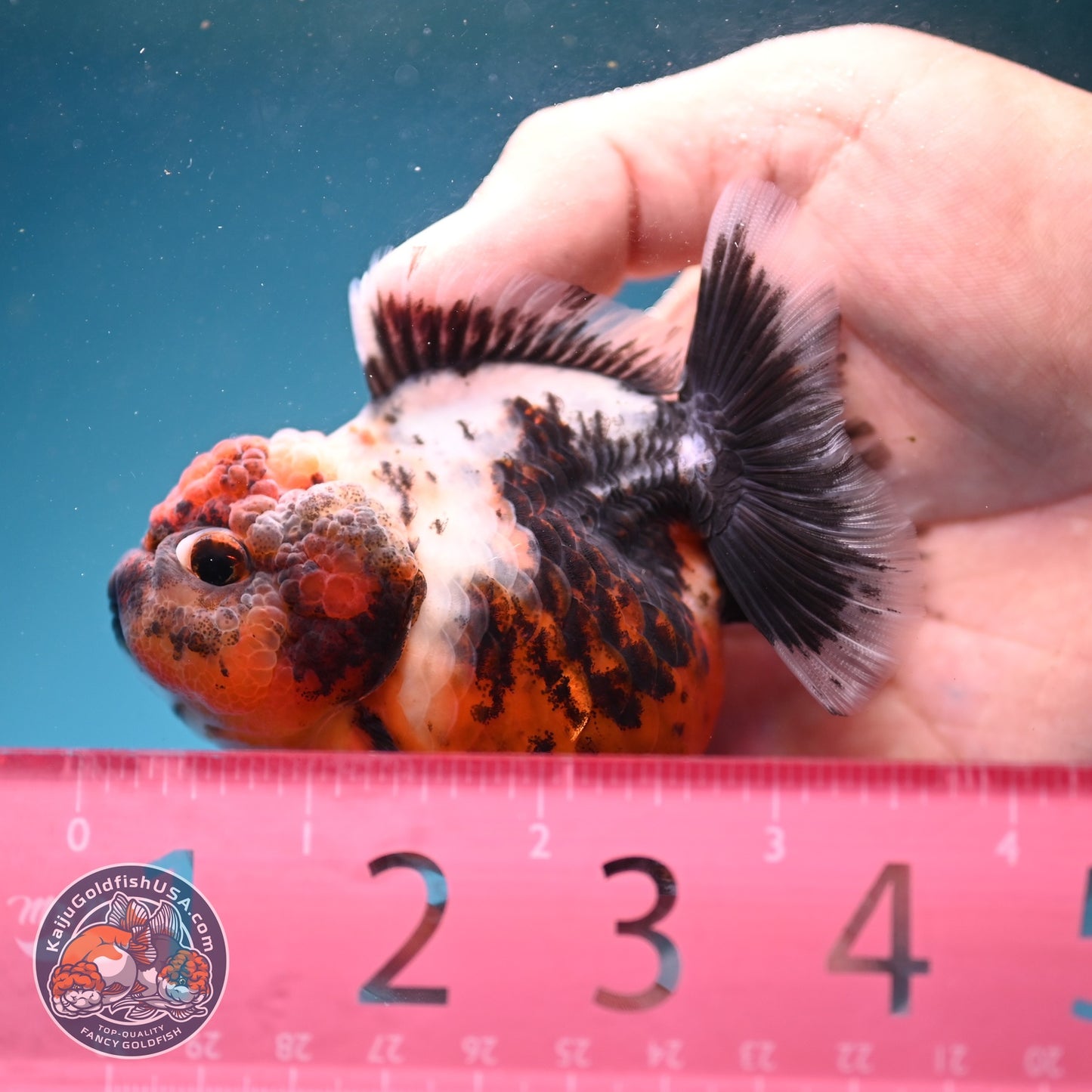 Shogun Calico Oranda 3 inch Body (260814_OR01)