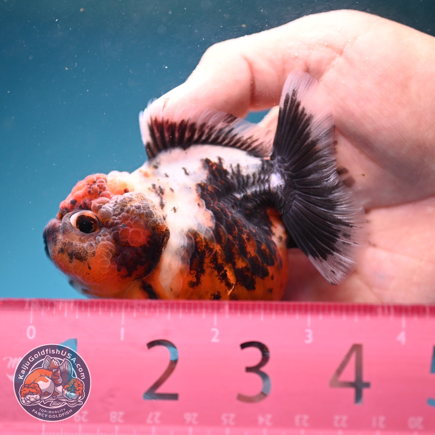 Shogun Calico Oranda 3 inch Body (260814_OR01)