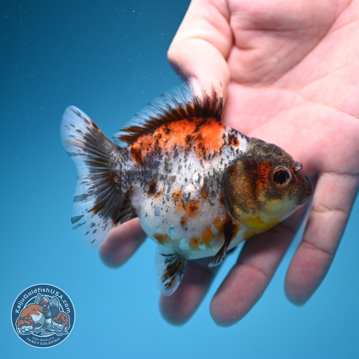 Shogun Calico Oranda 3 inch Body (260918_OR15)