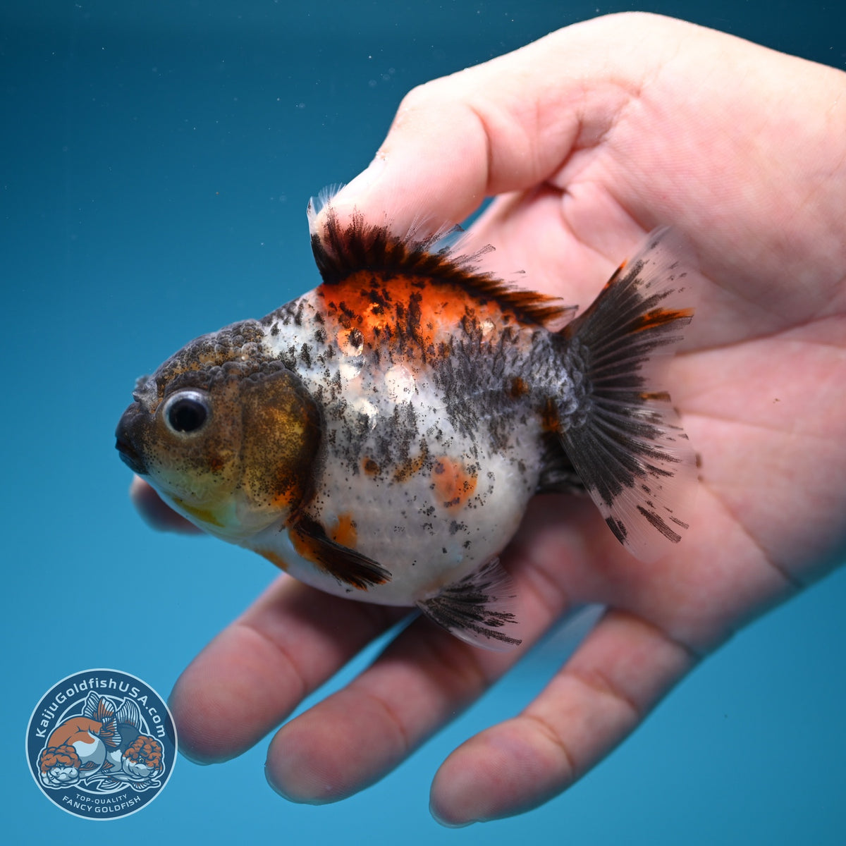 Shogun Calico Oranda 3 inch Body (260918_OR15)