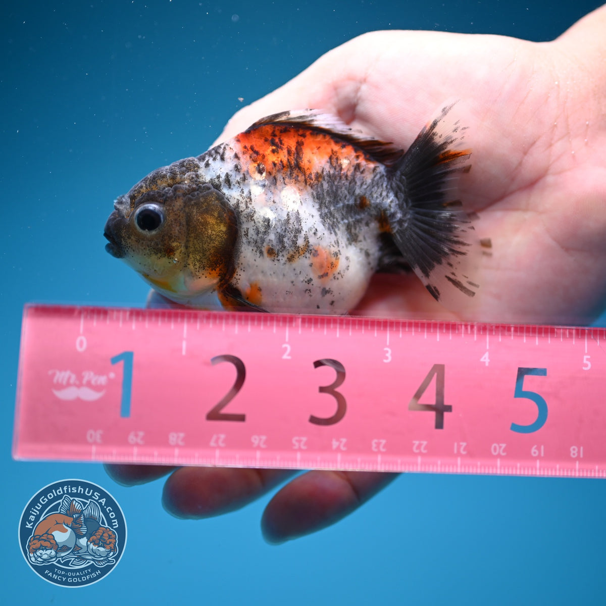 Shogun Calico Oranda 3 inch Body (260918_OR15)