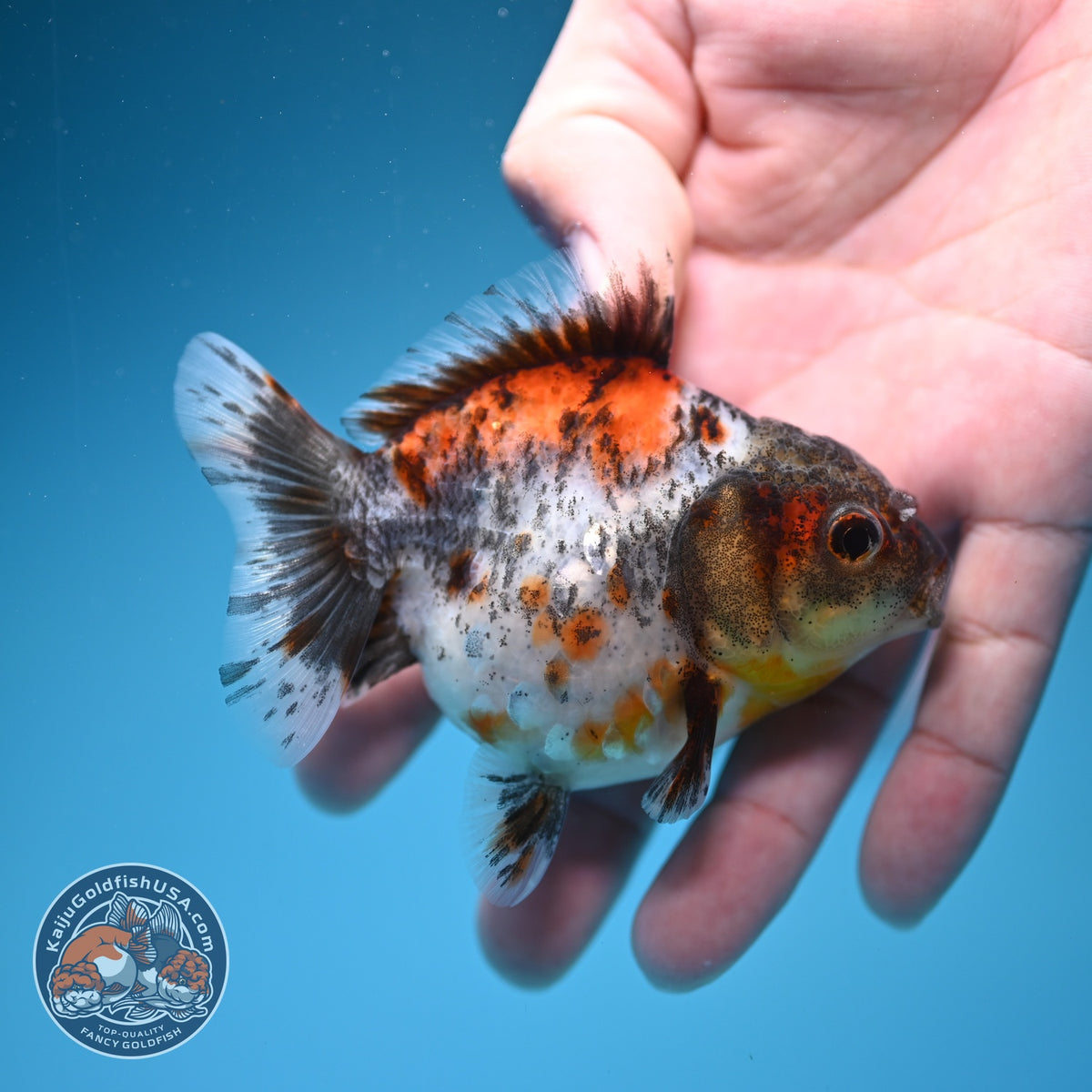 Shogun Calico Oranda 3 inch Body (260918_OR15)
