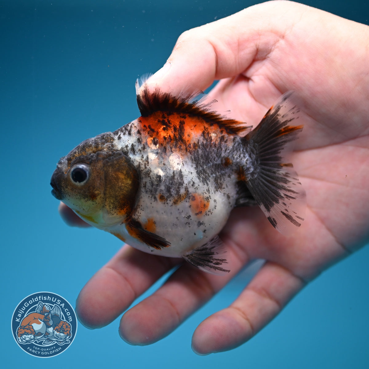 Shogun Calico Oranda 3 inch Body (260918_OR15)