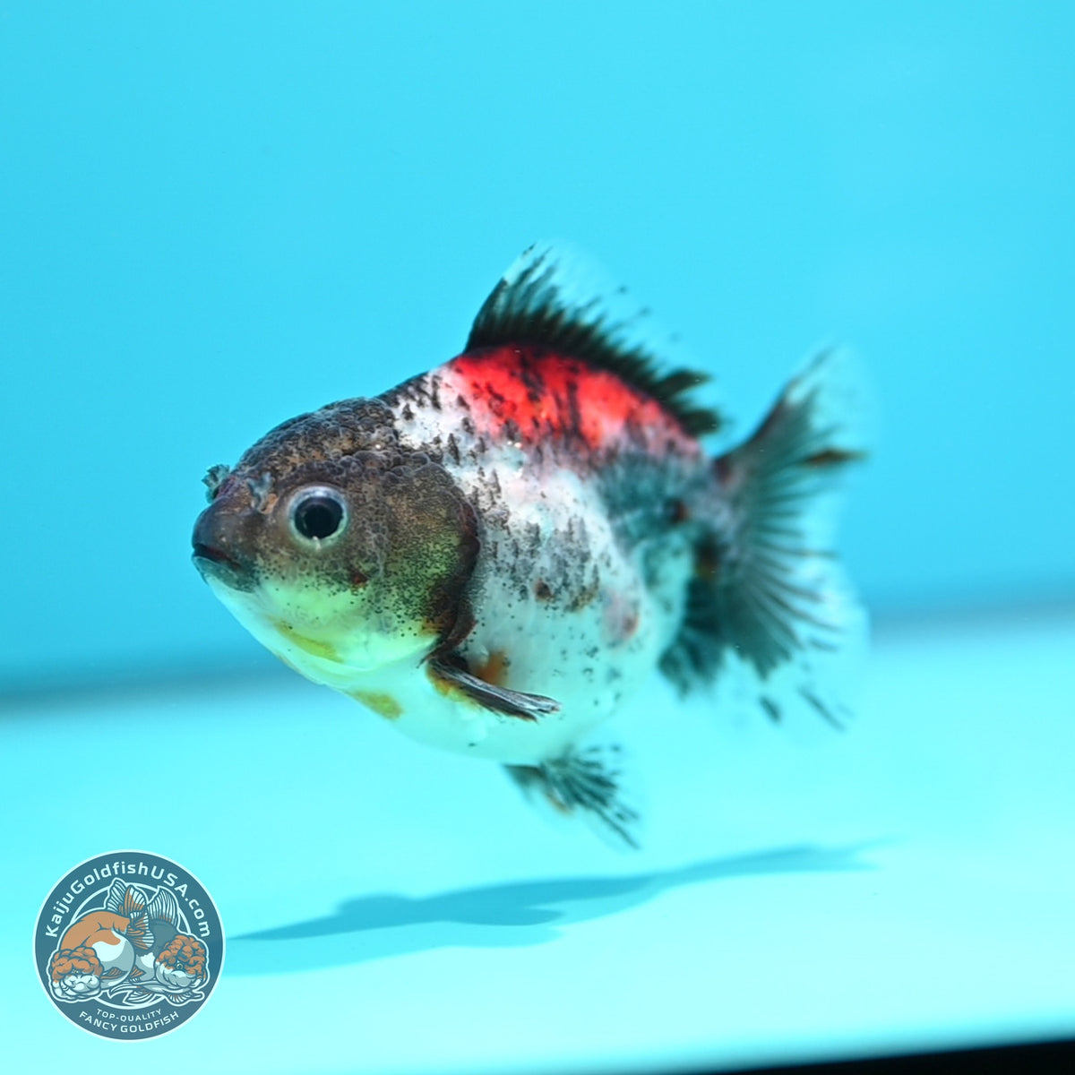 Shogun Calico Oranda 3 inch Body (260918_OR15)