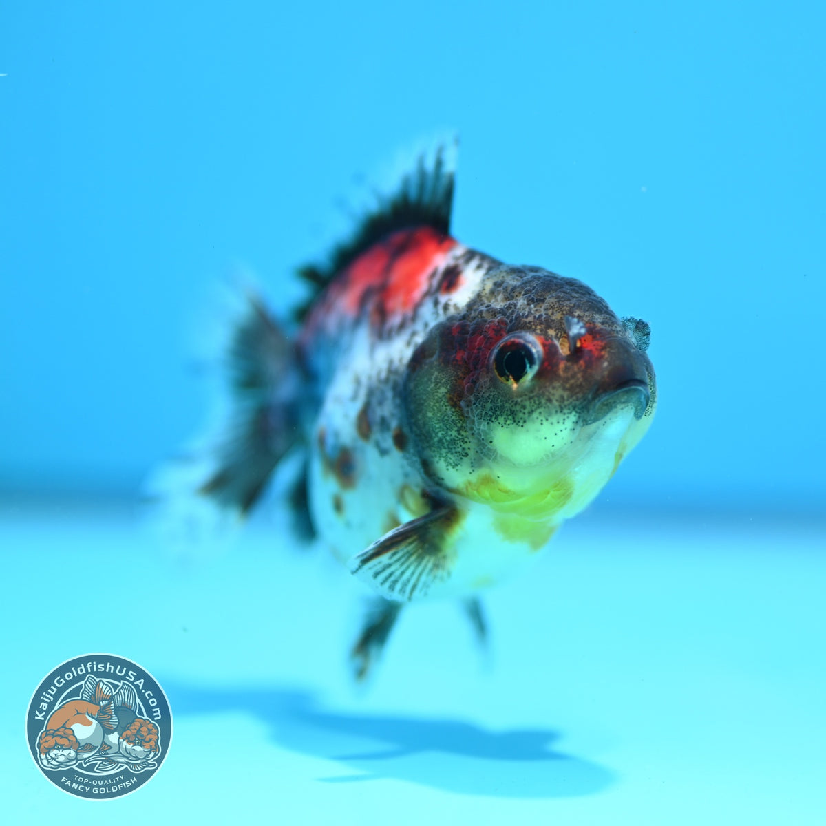 Shogun Calico Oranda 3 inch Body (260918_OR15)