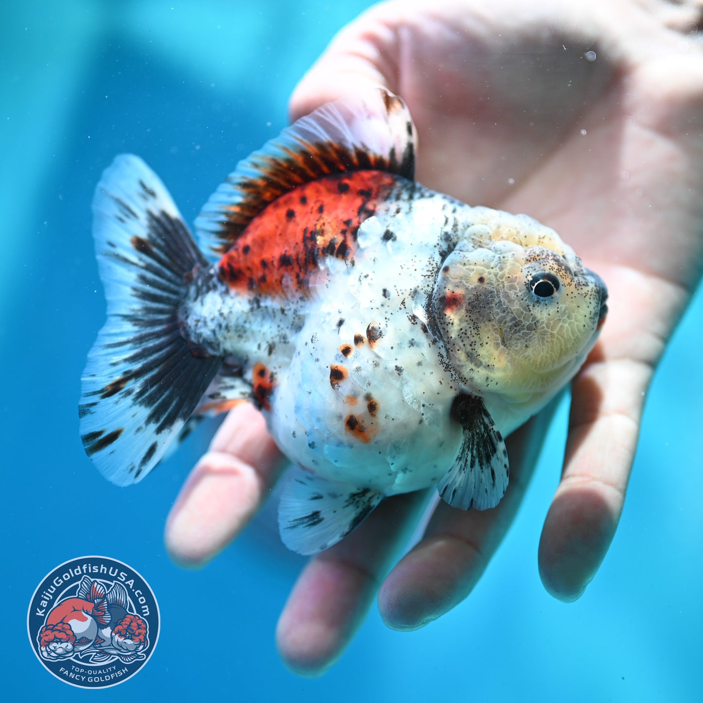 Shogun Calico Oranda 3.5 inch Body (260508_OR01)
