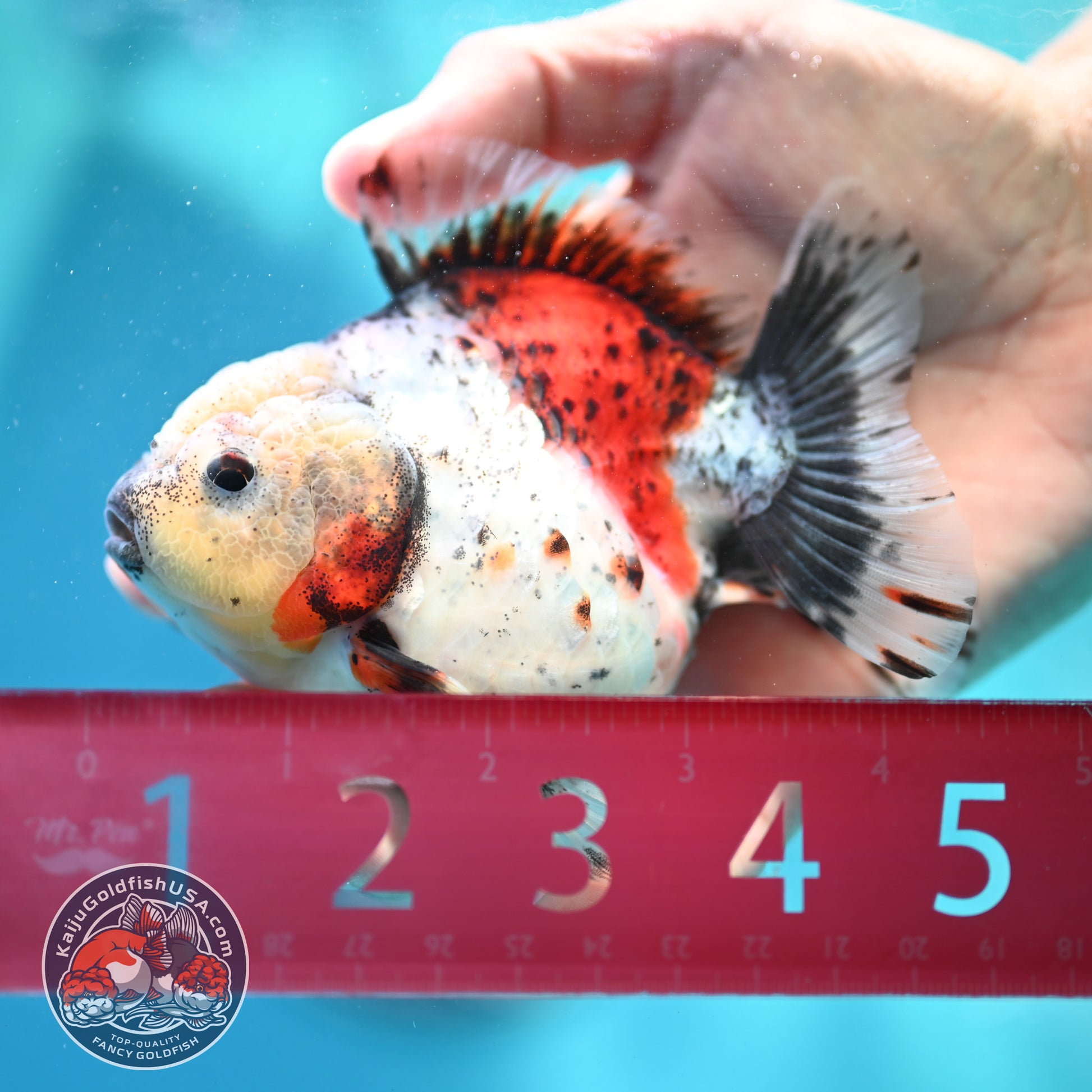 Shogun Calico Oranda 3.5 inch Body (260508_OR01)