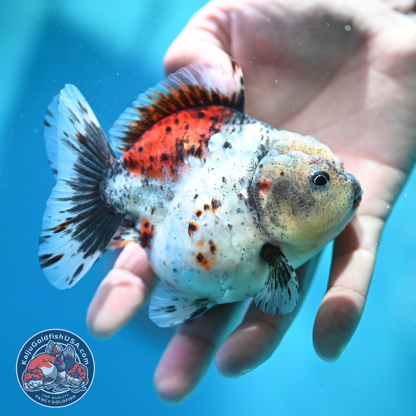 Shogun Calico Oranda 3.5 inch Body (260508_OR01)