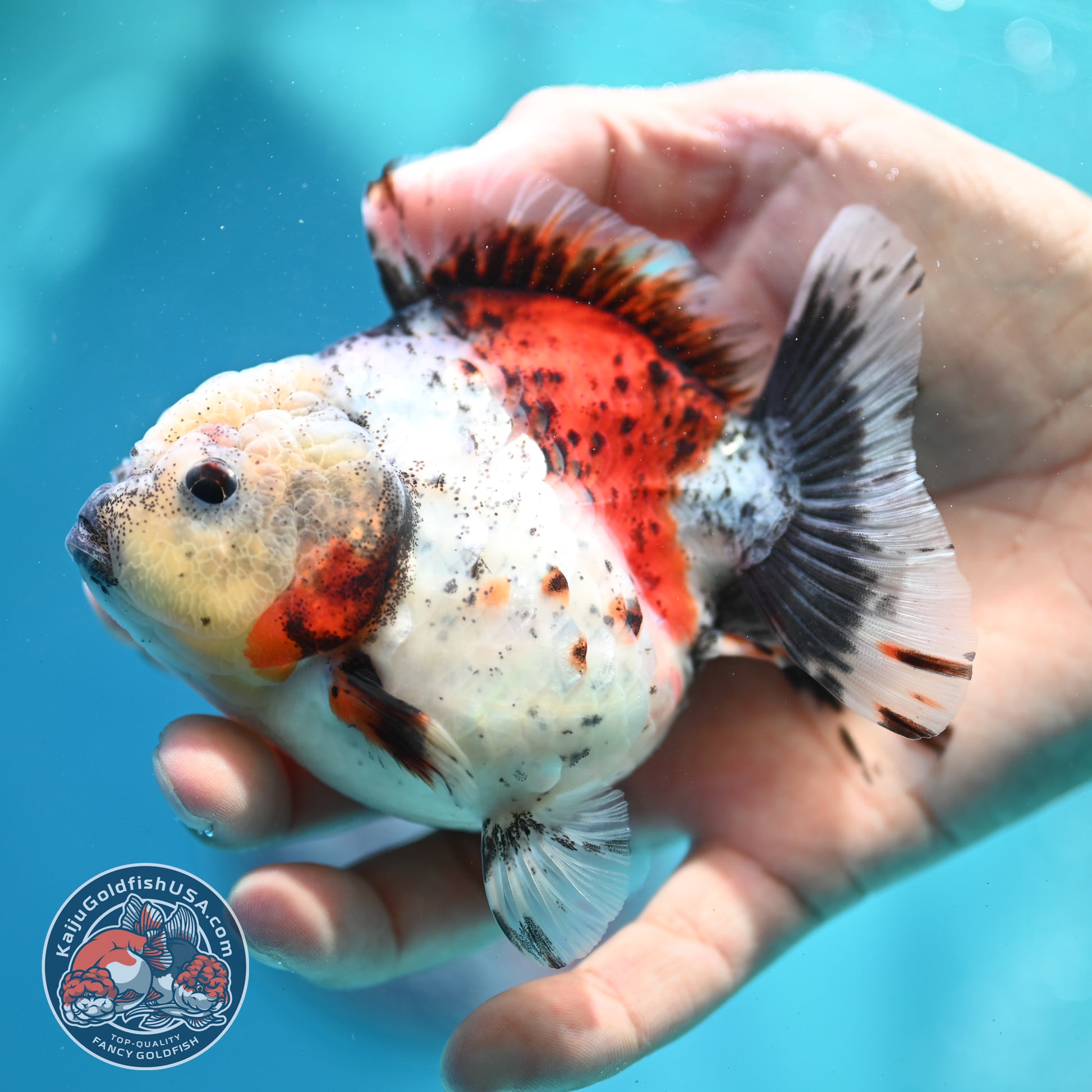 Shogun Calico Oranda 3.5 inch Body (260508_OR01)