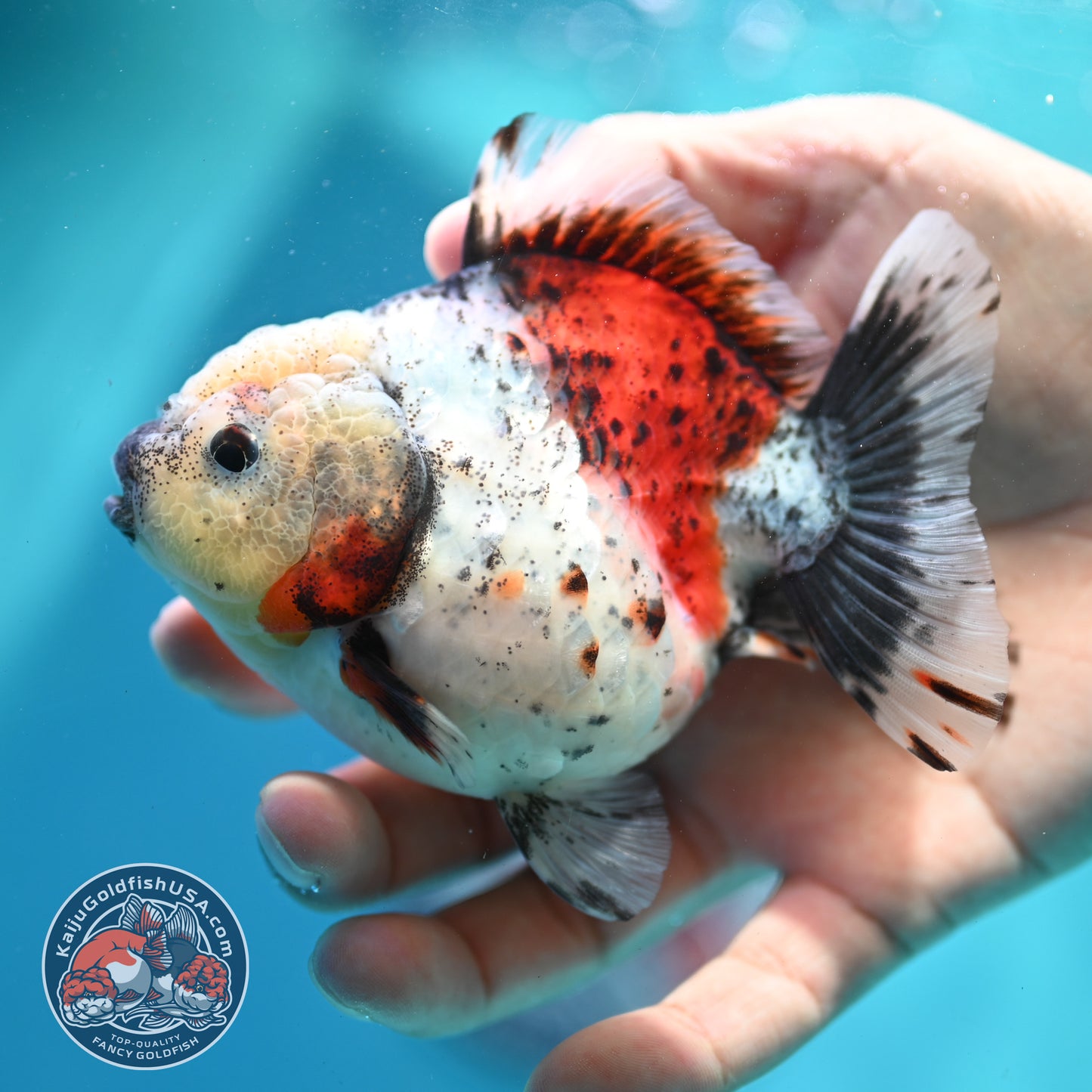 Shogun Calico Oranda 3.5 inch Body (260508_OR01)
