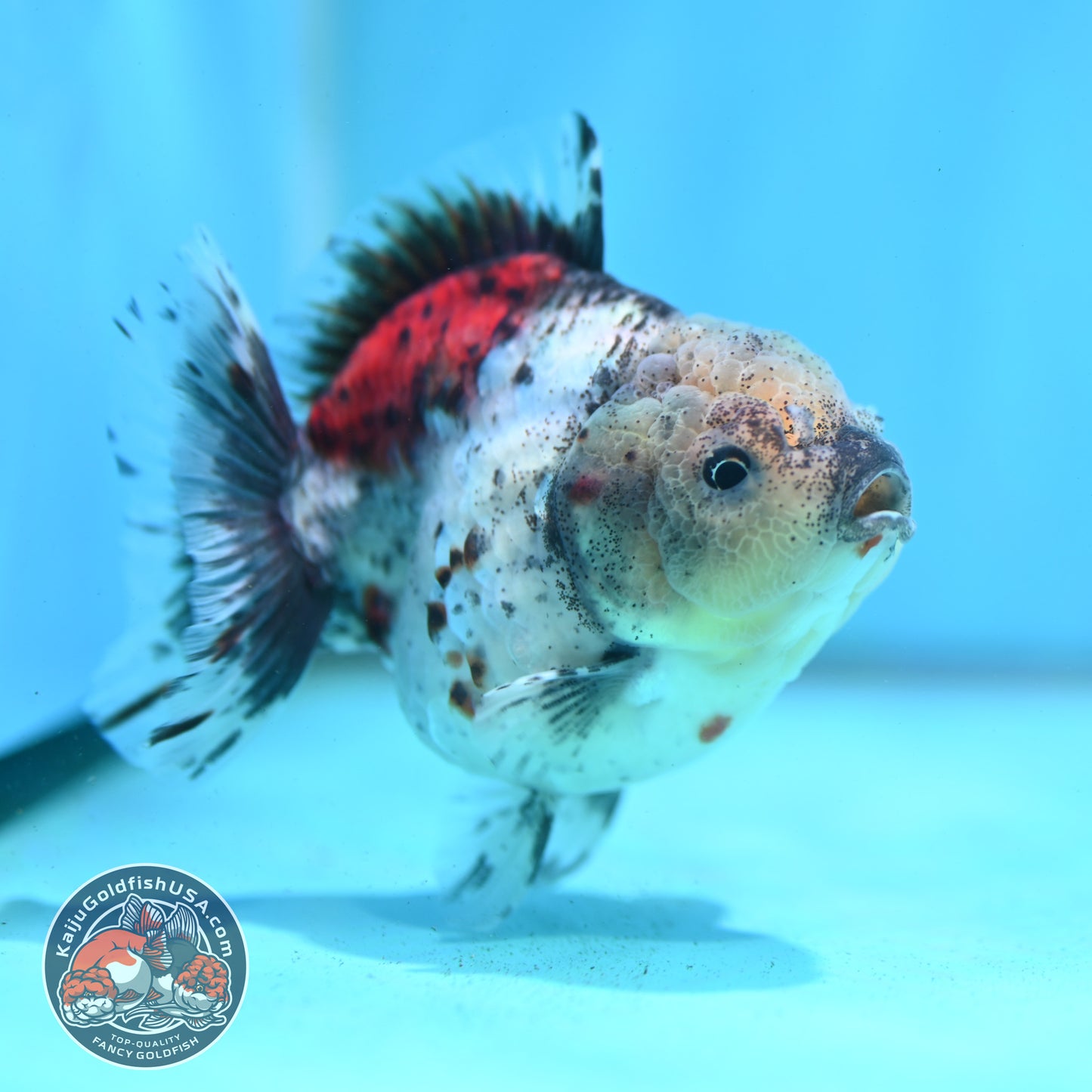 Shogun Calico Oranda 3.5 inch Body (260508_OR01)