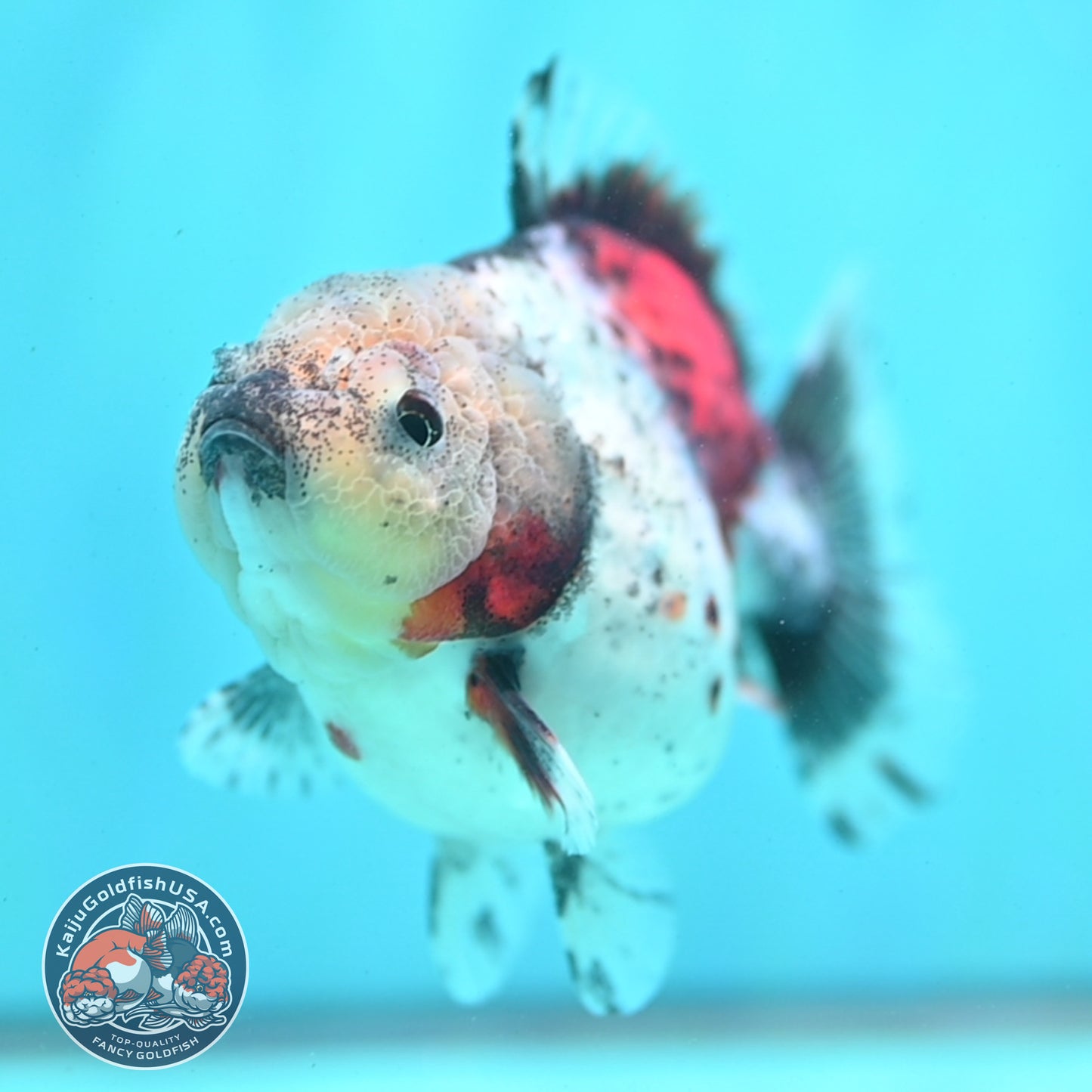 Shogun Calico Oranda 3.5 inch Body (260508_OR01)