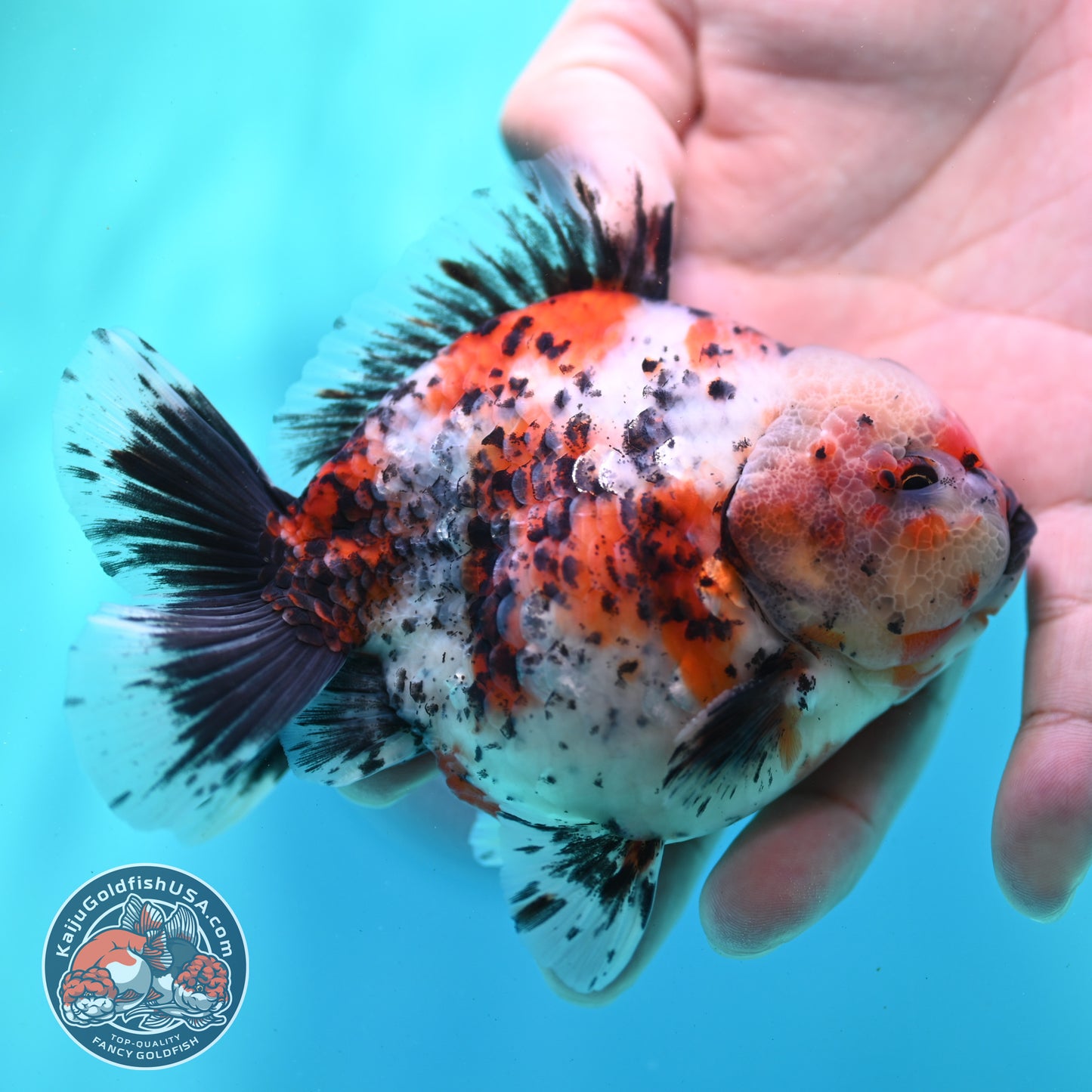 Shogun Calico Oranda 4 inch Body (260508_OR03)