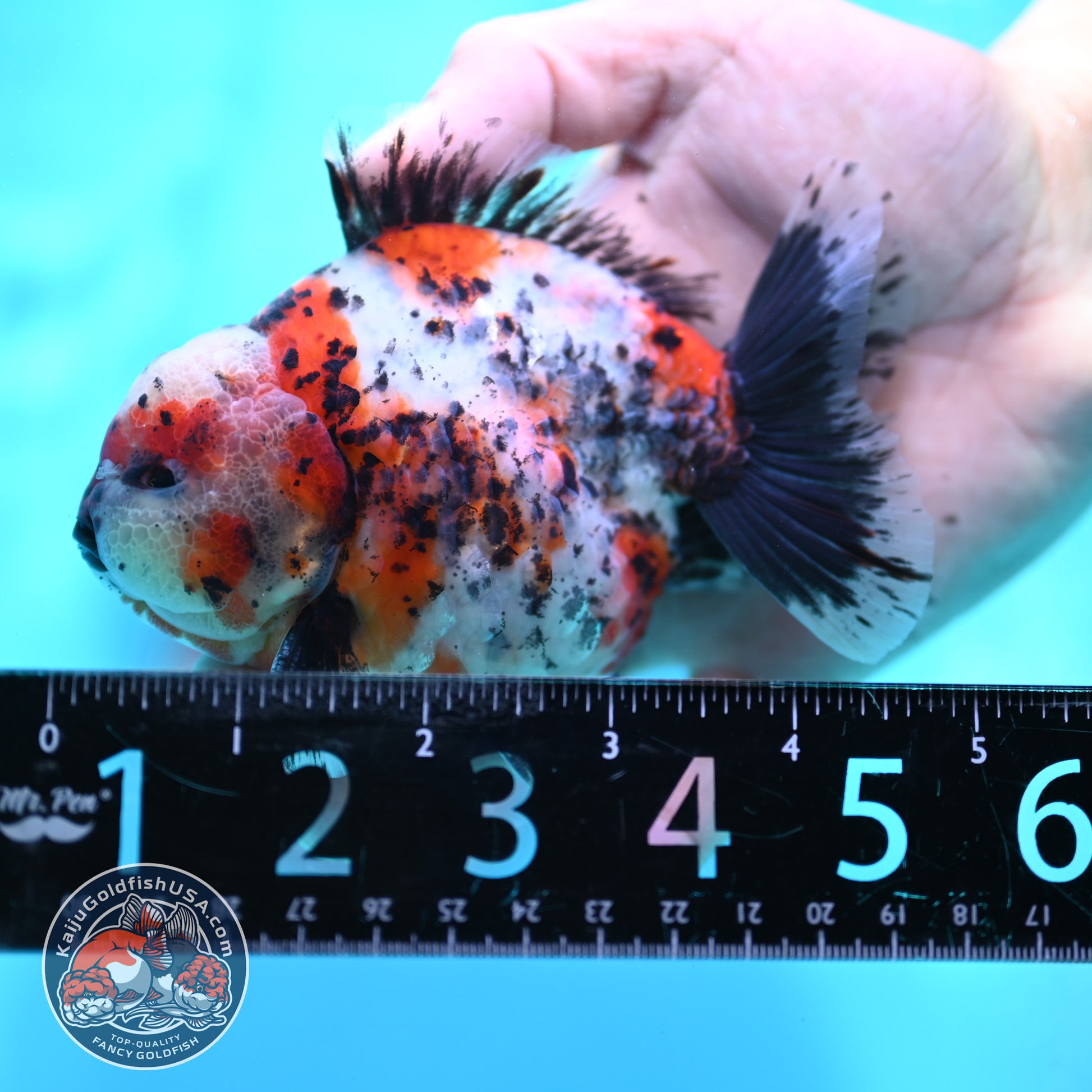 Shogun Calico Oranda 4 inch Body (260508_OR03)