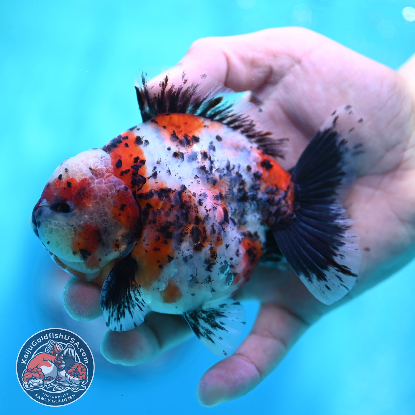Shogun Calico Oranda 4 inch Body (260508_OR03)