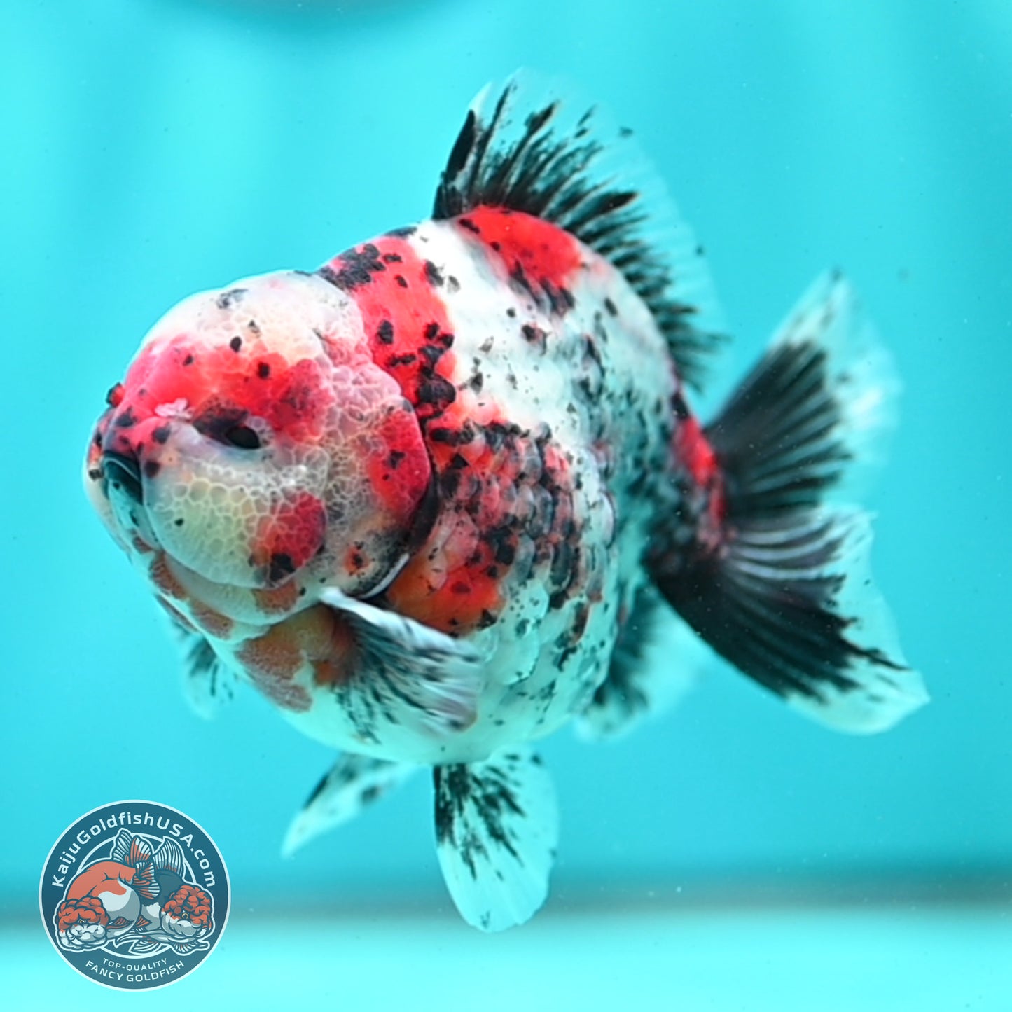 Shogun Calico Oranda 4 inch Body (260508_OR03)