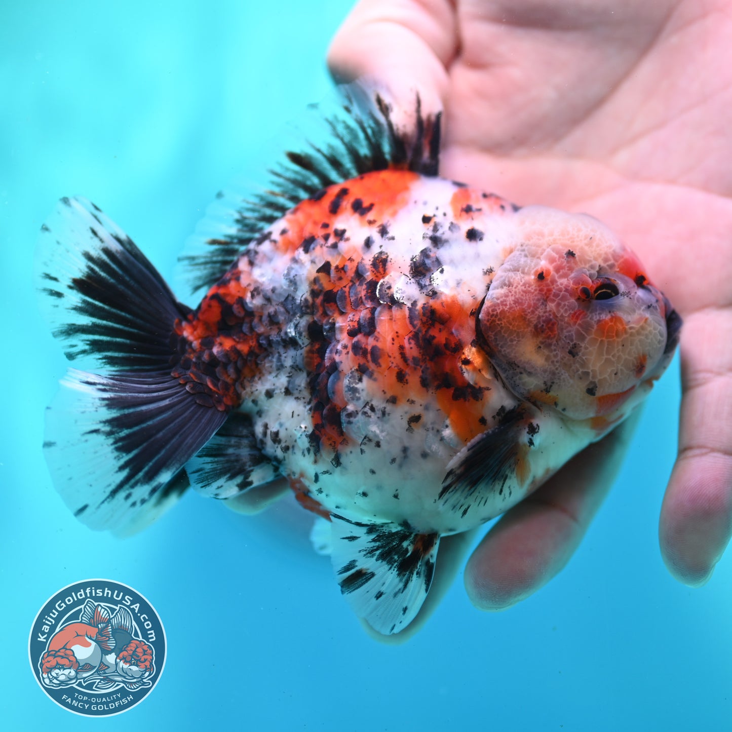 Shogun Calico Oranda 4 inch Body (260508_OR03)